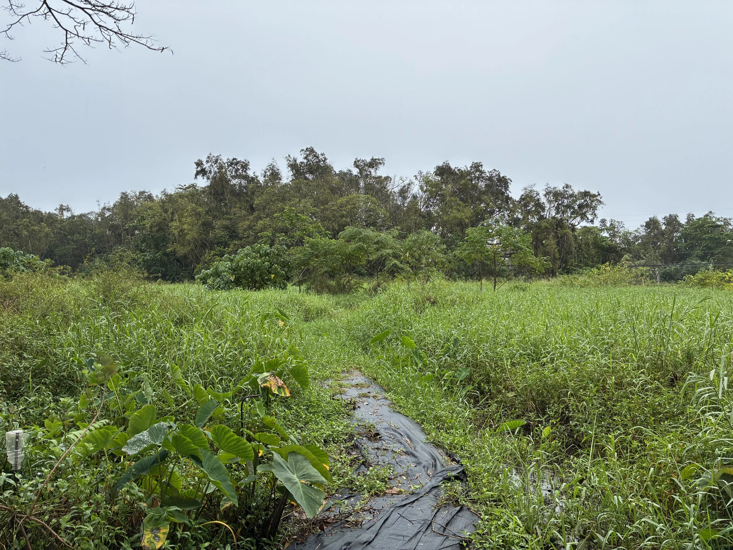Landscape - Field of View.jpeg