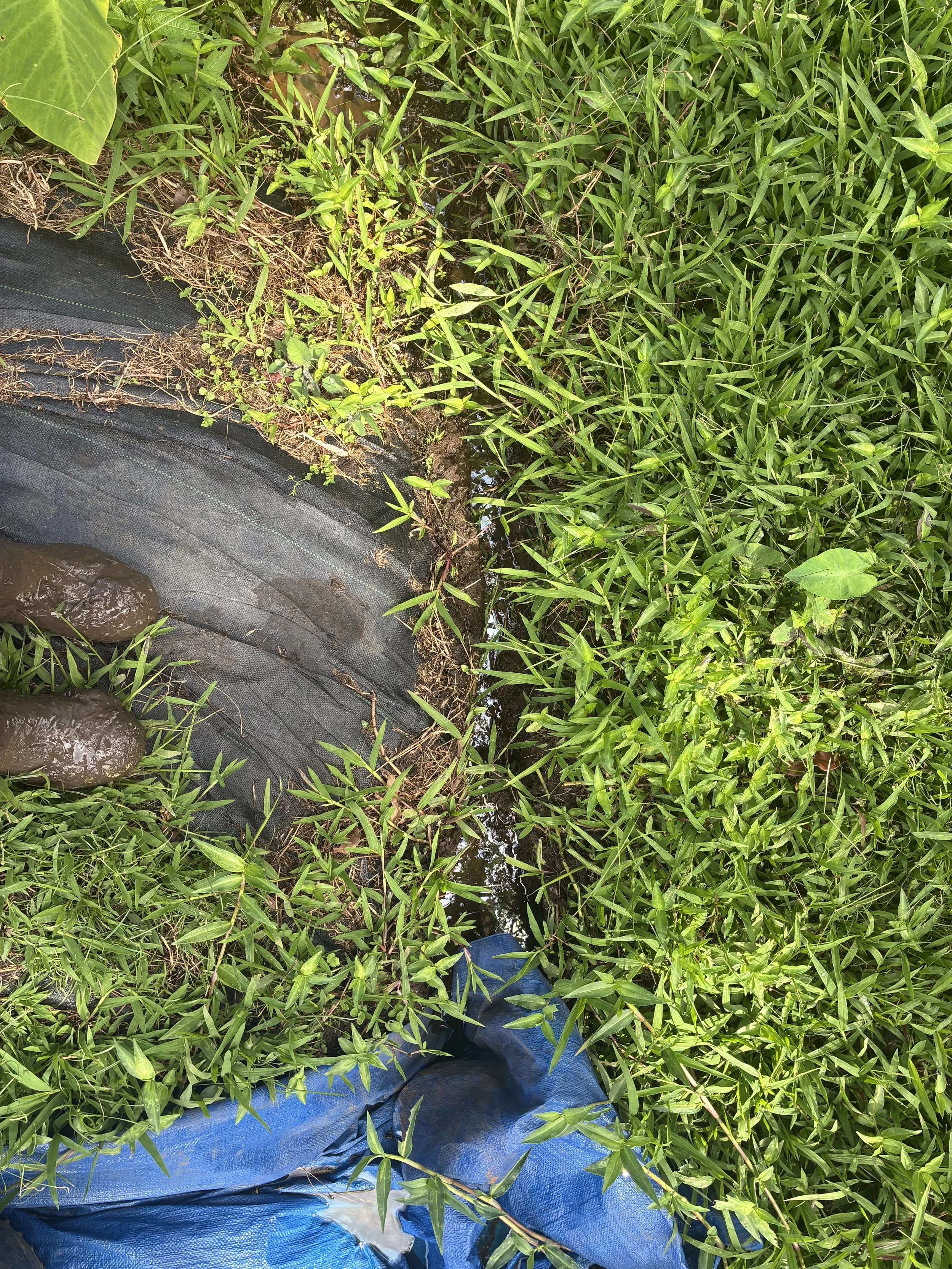 Landscape - Irrigation 3.jpeg