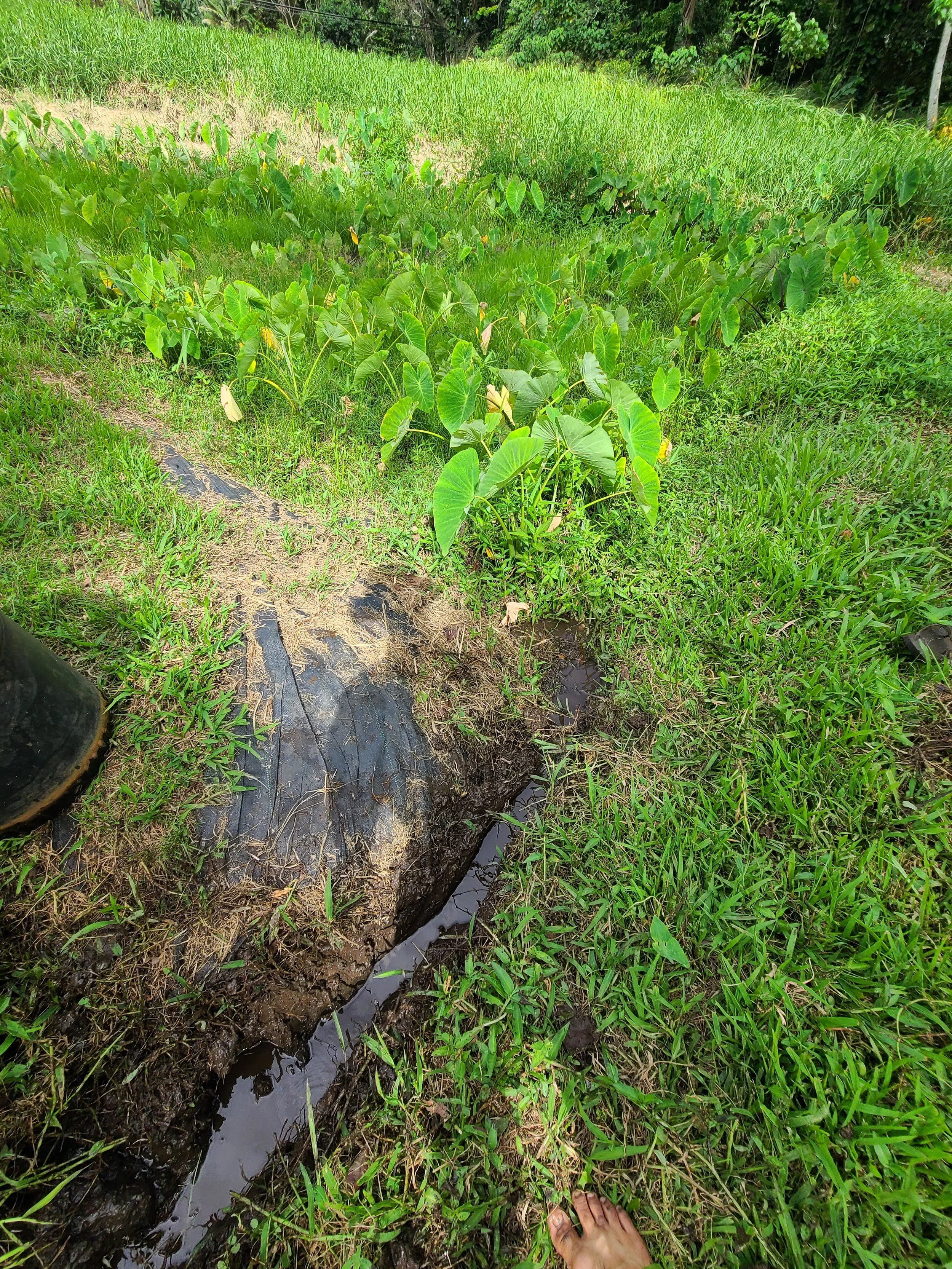 Plant - Kalo 5.jpg