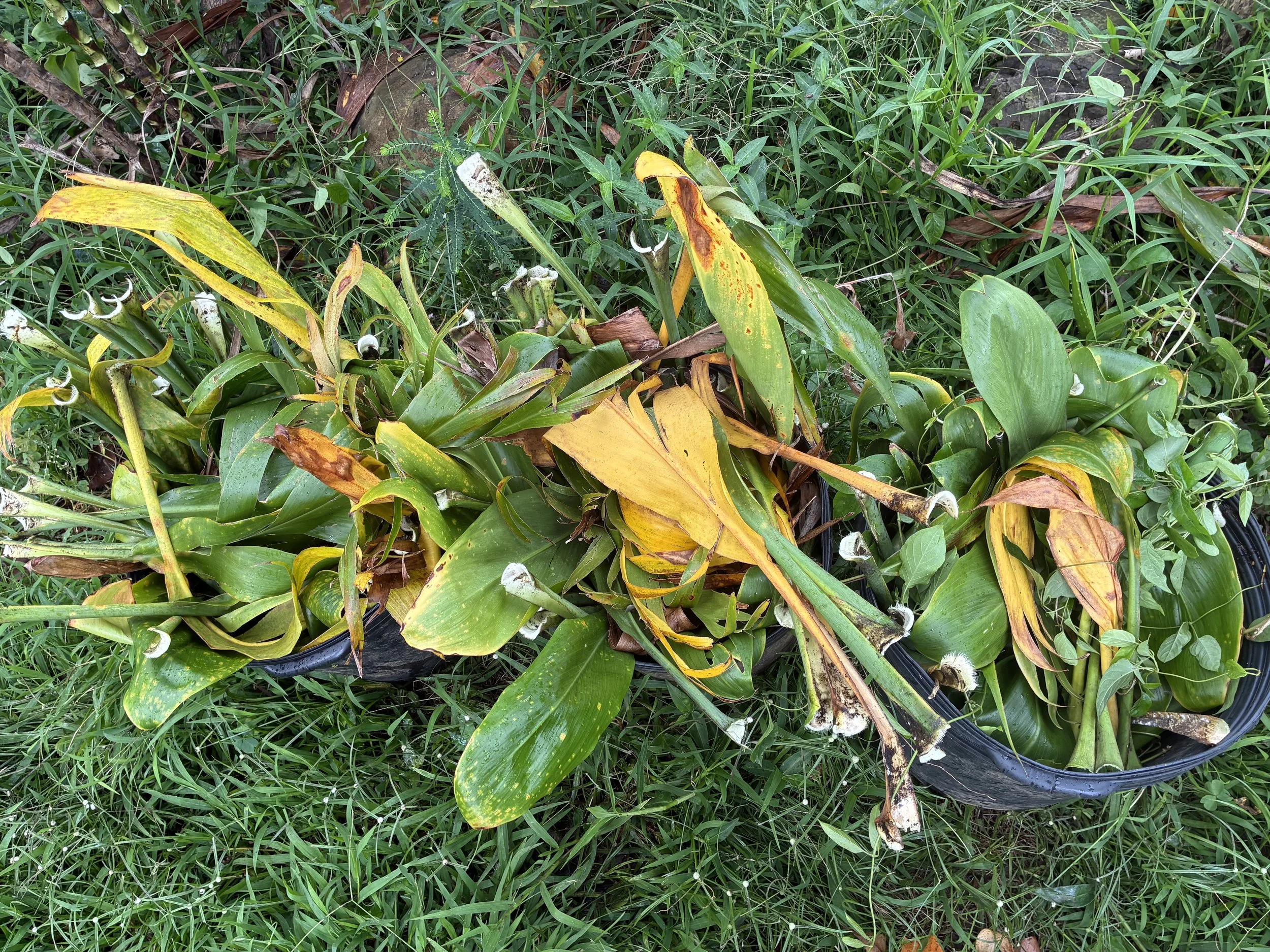 Plant - Ti 2.jpeg