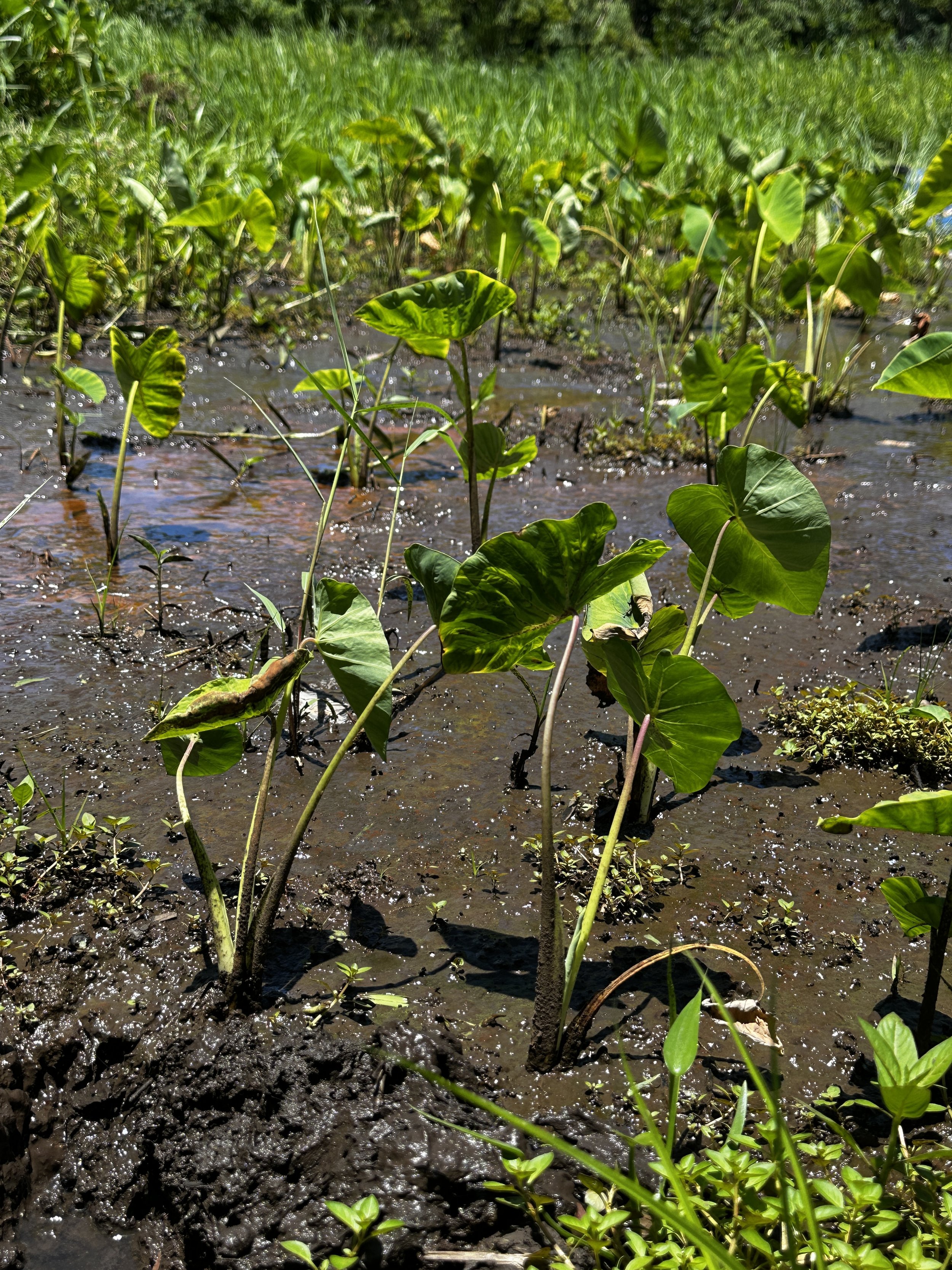 Waikane Photo - Plant (Kalo).jpg