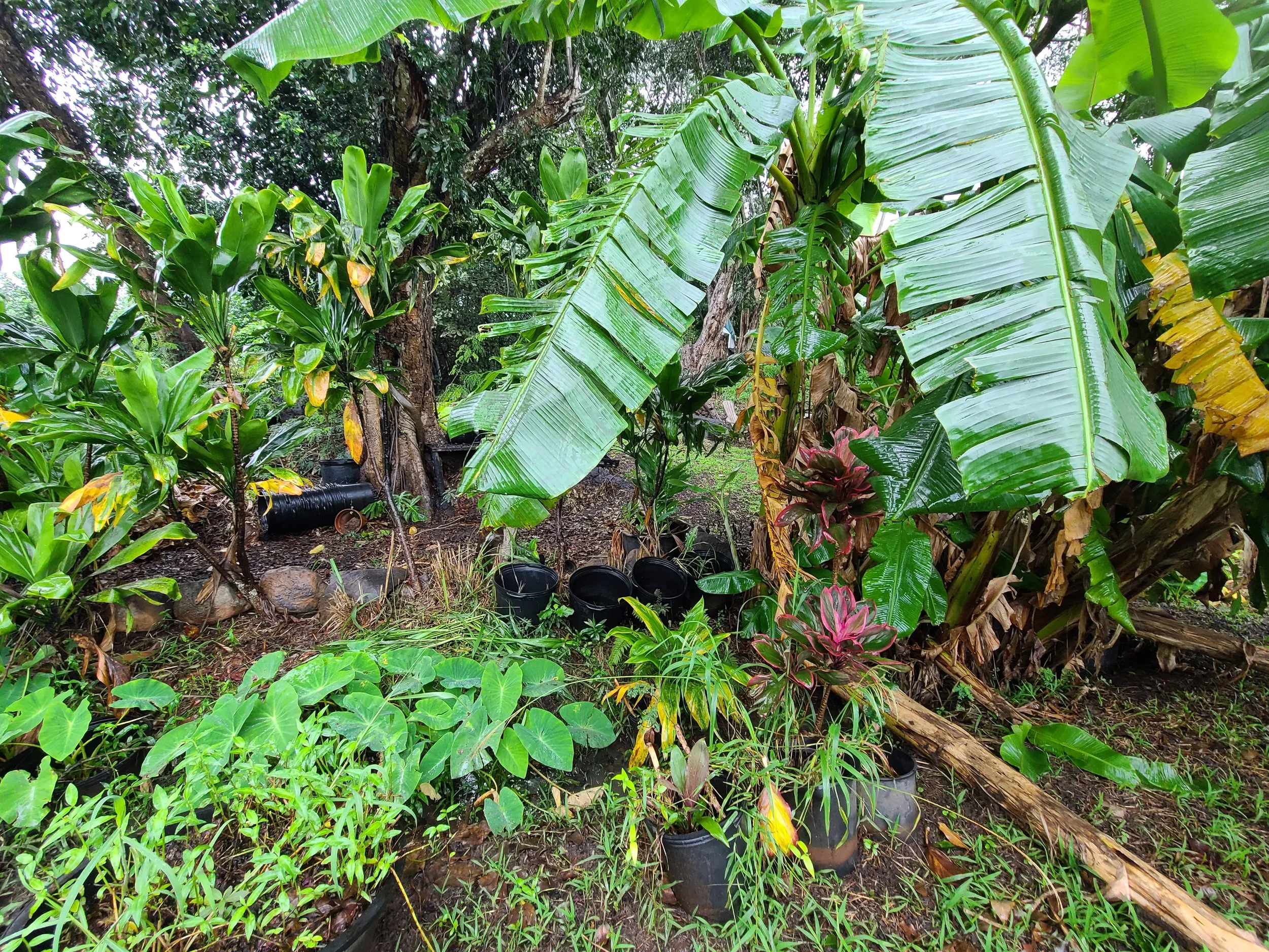 Plant - Banana_Kalo_Ti.jpg