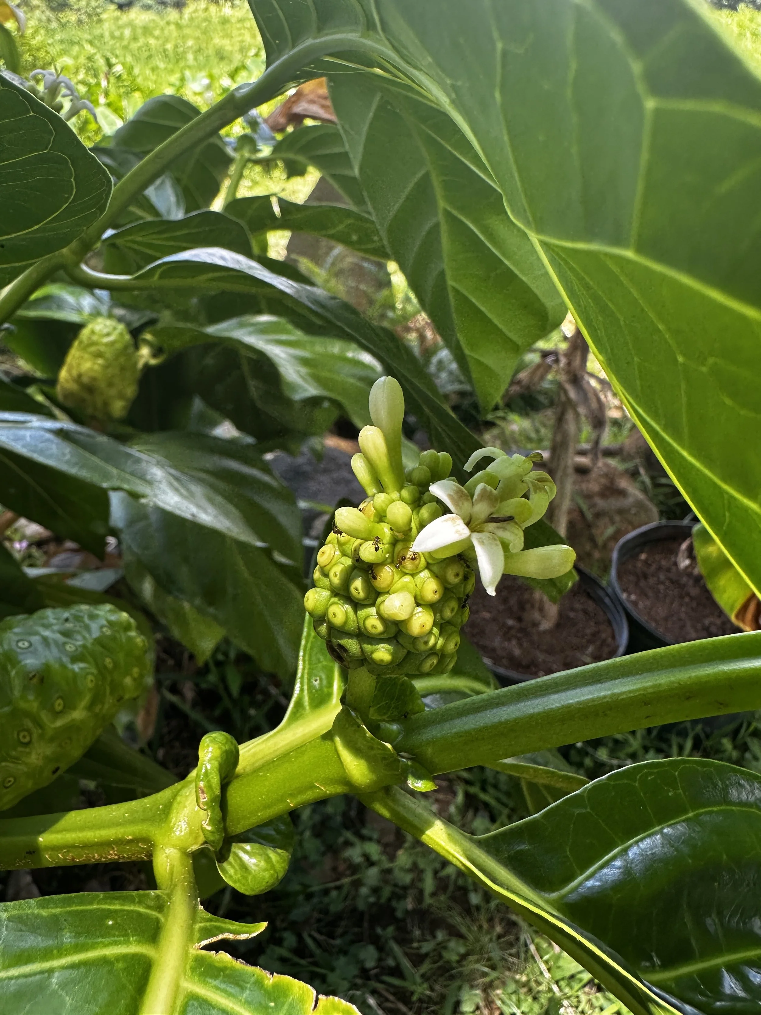 Waikane Photo - Plant (Noni 5).jpg