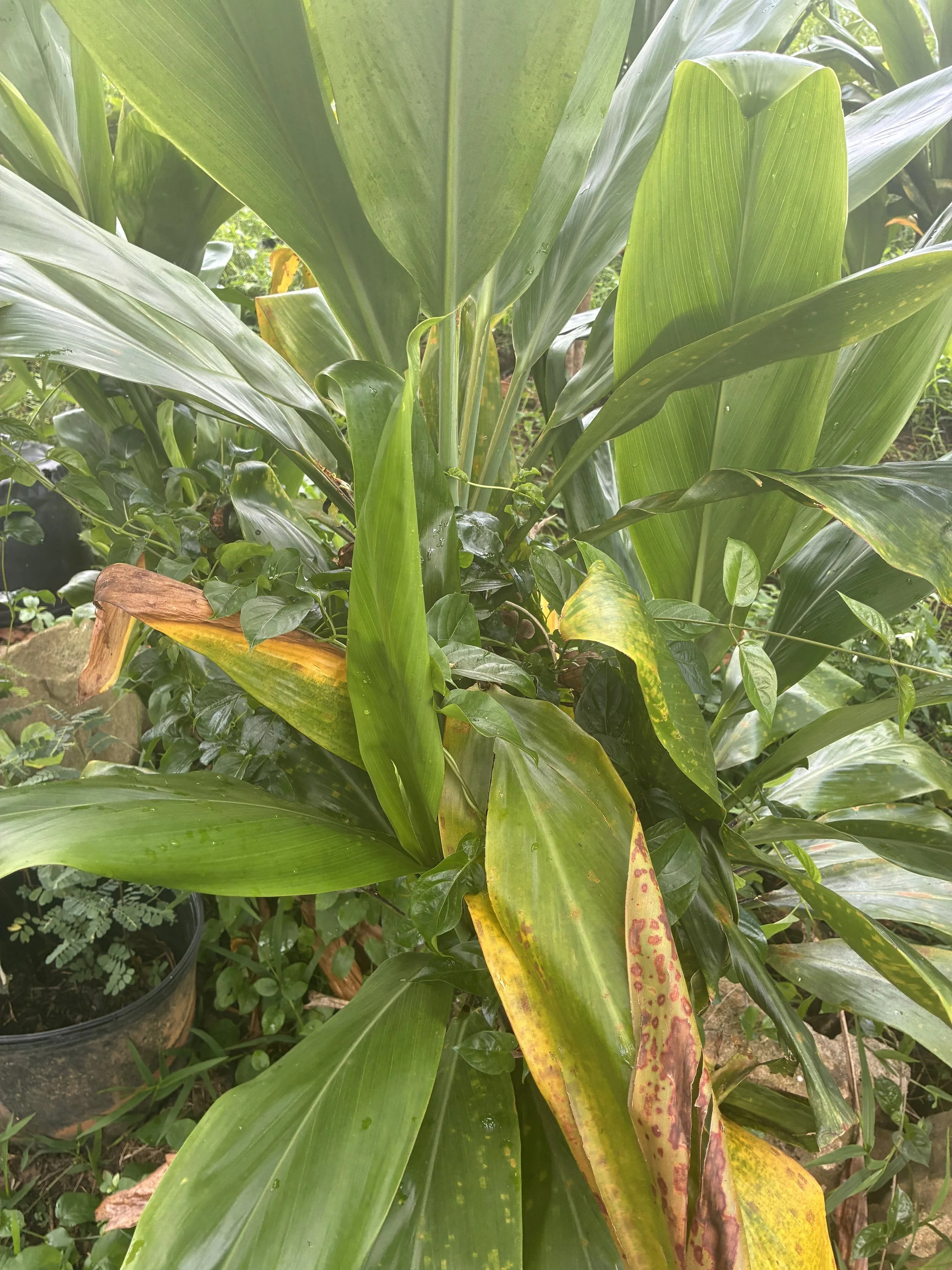 Plant - Ti.jpeg