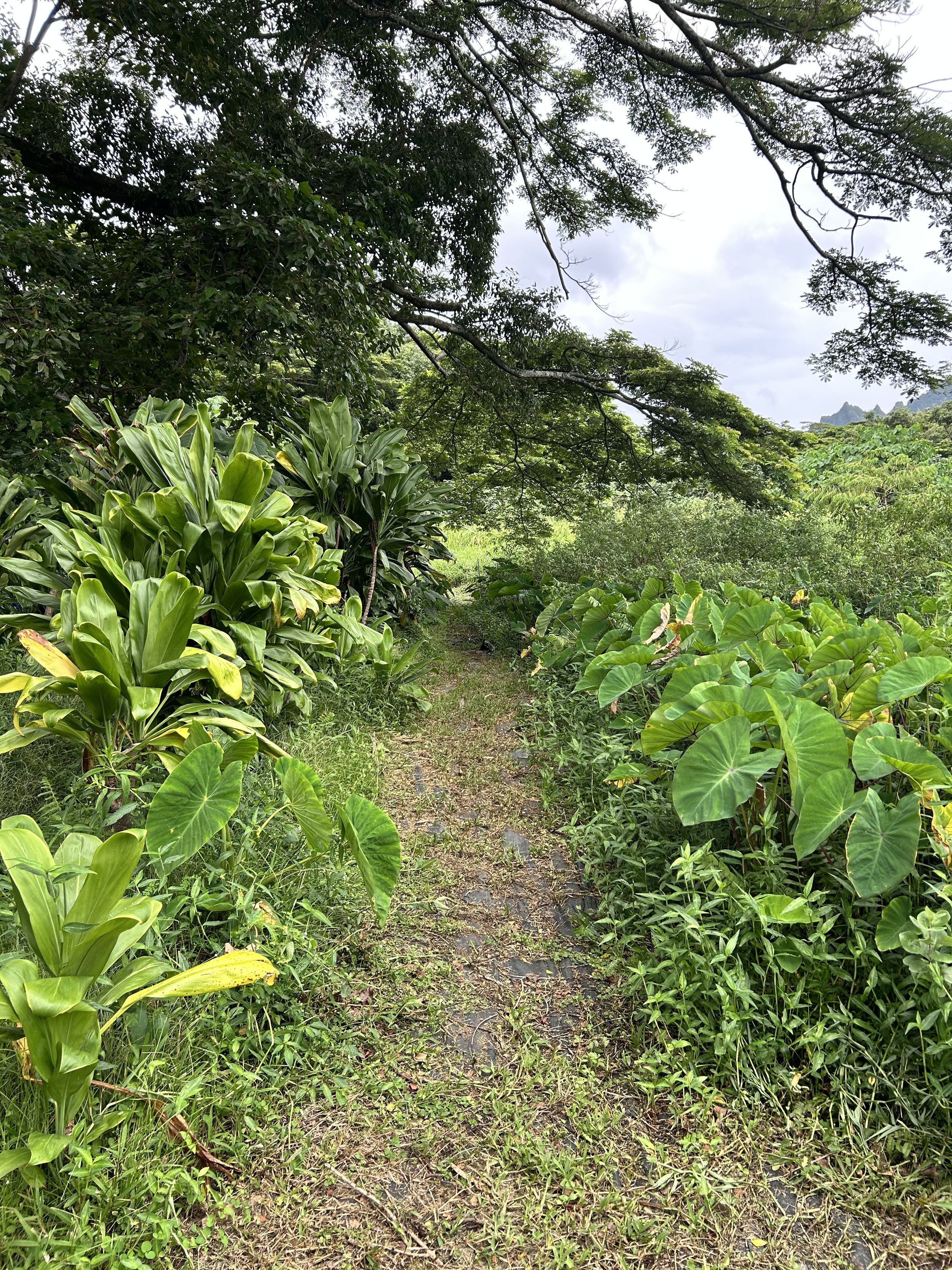 Path.JPG