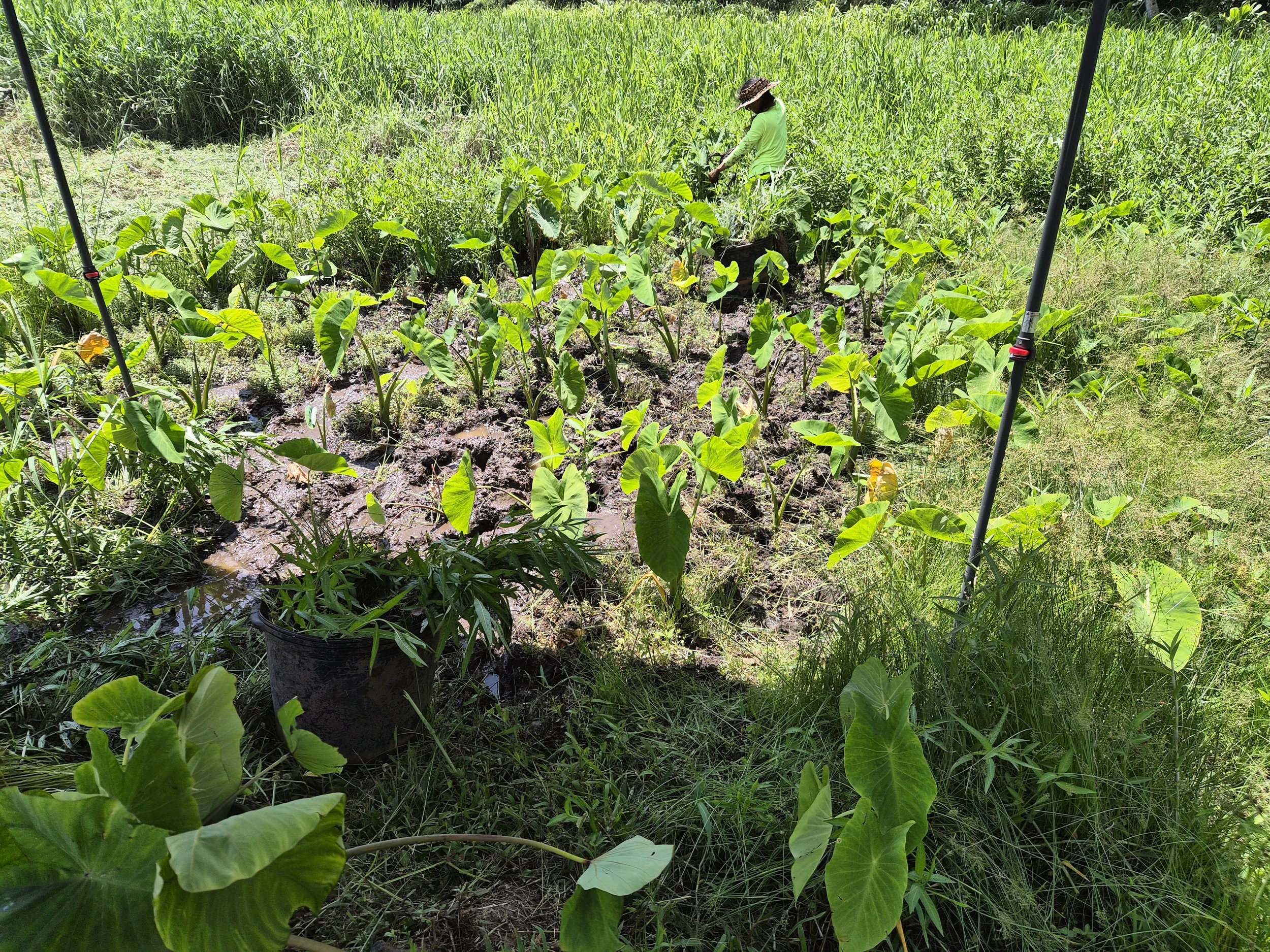 Plant - Kalo (Field).jpg