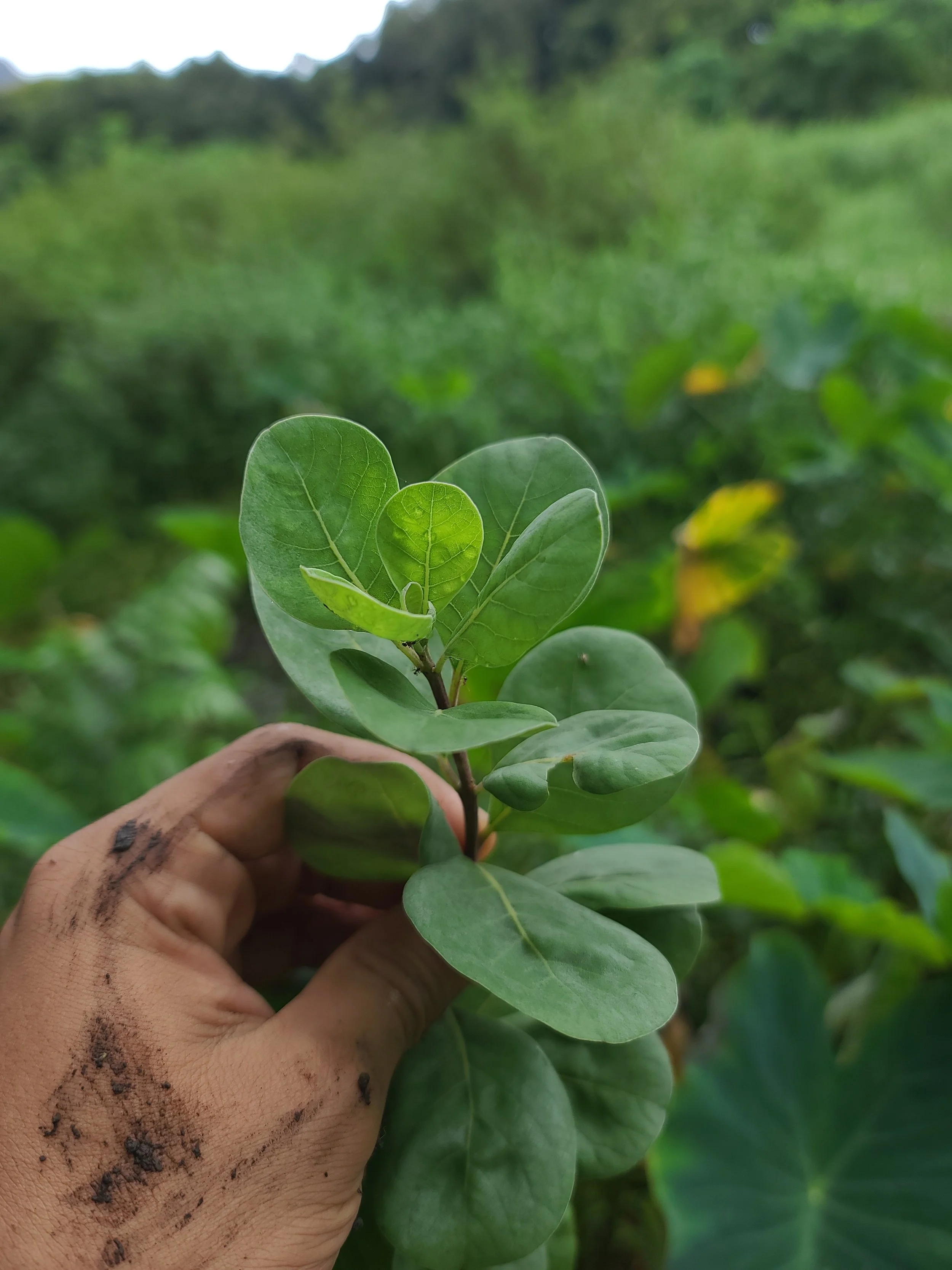 Plant - ʻAhuʻawa.jpg