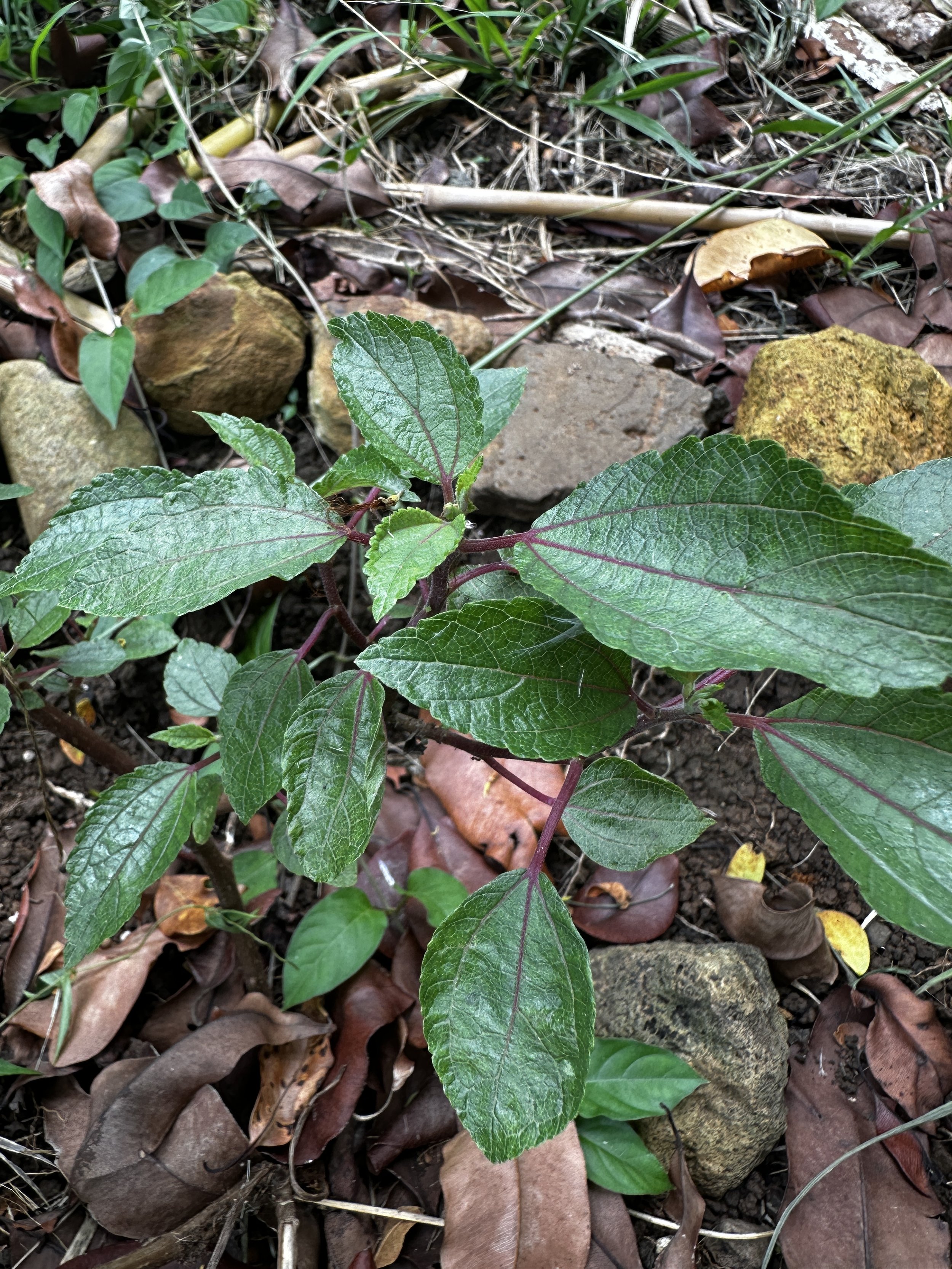 Waikane Photo - Plant ('uhaloa).jpg