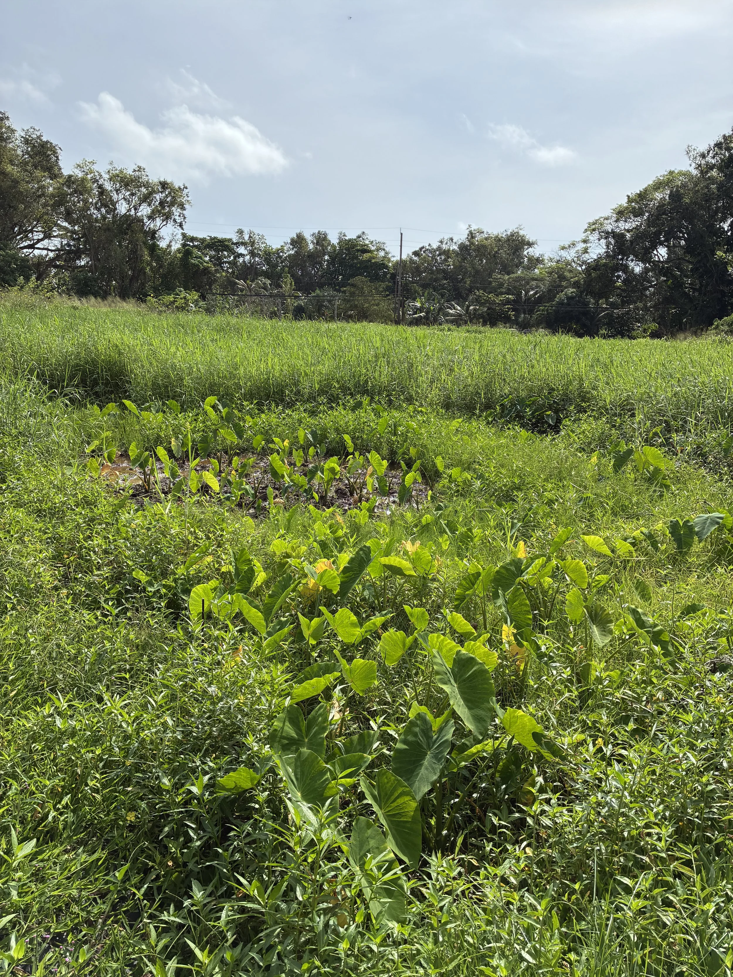 Plant - Kalo (Field 2).jpeg
