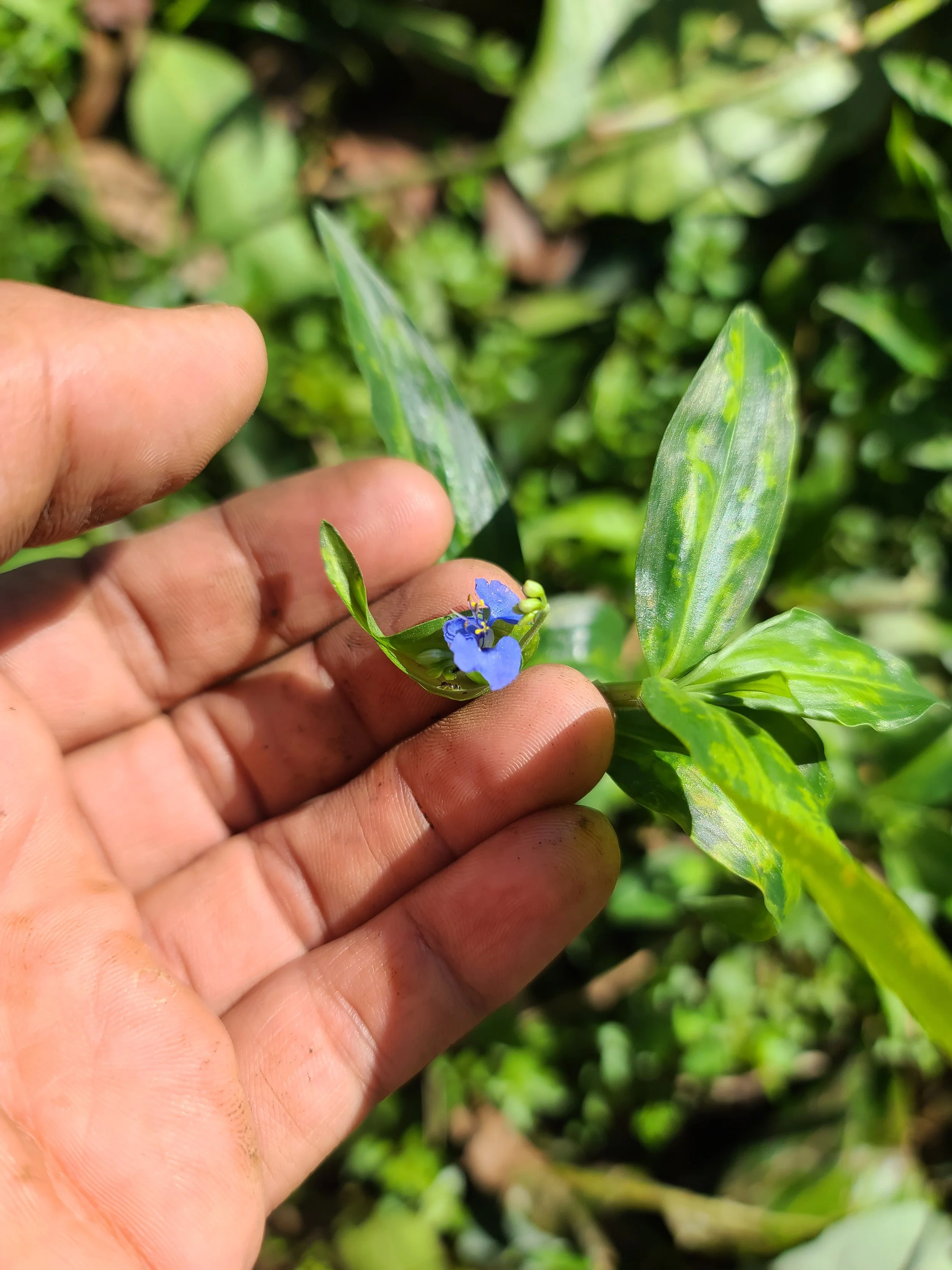 Dayflower.jpg