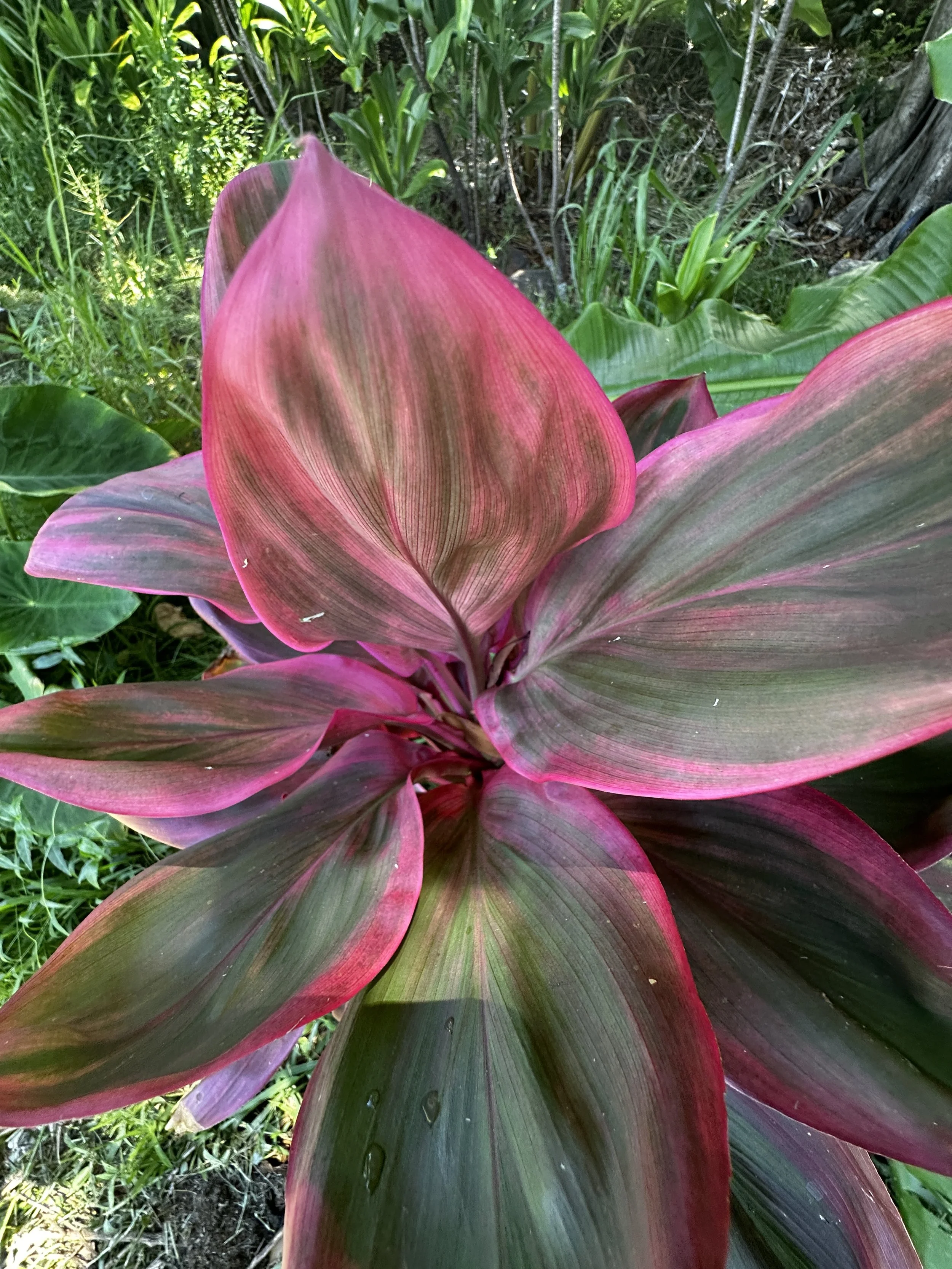 Waikane Photo - Plant (Ti).jpg