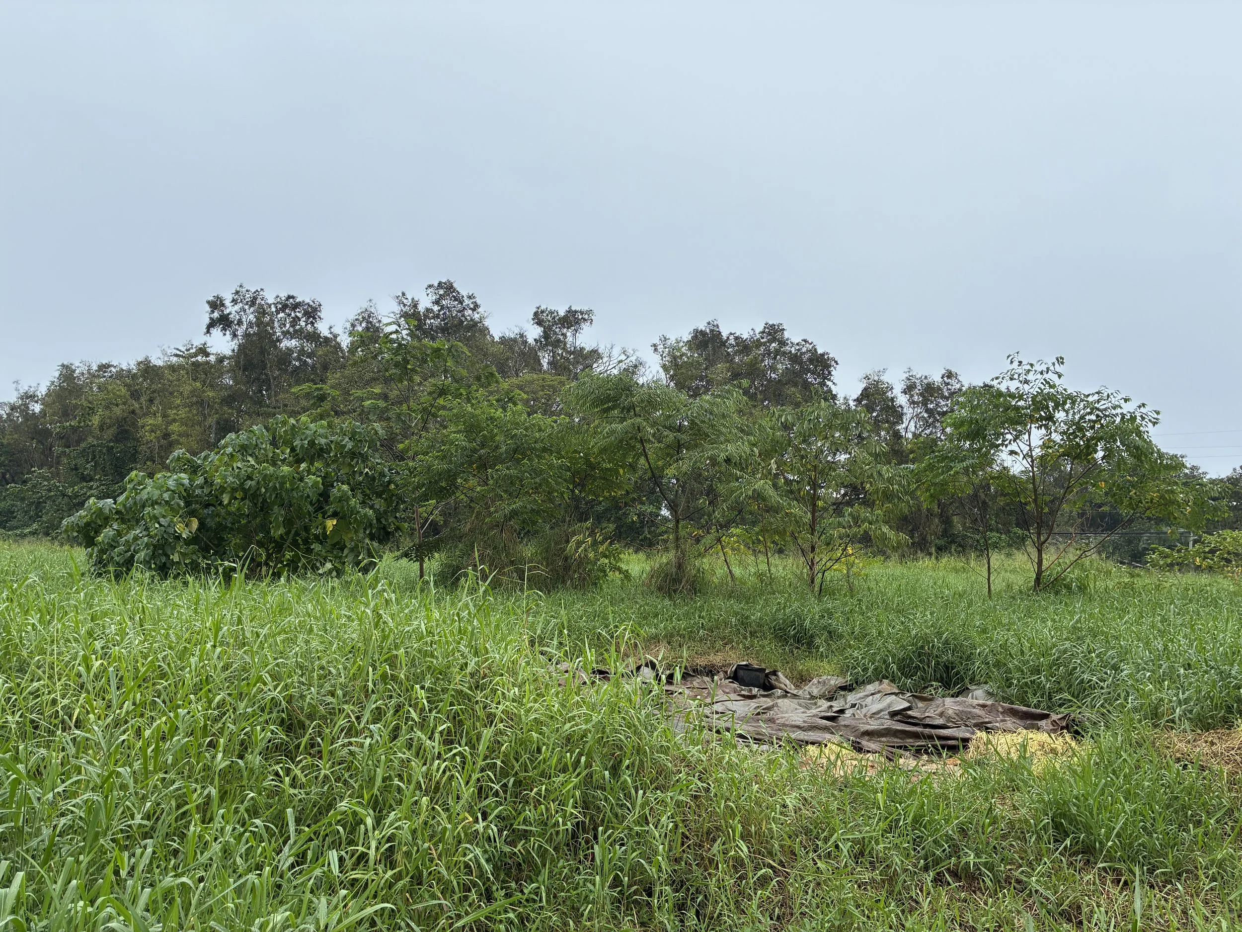 Landscape - Field of View 3.jpeg