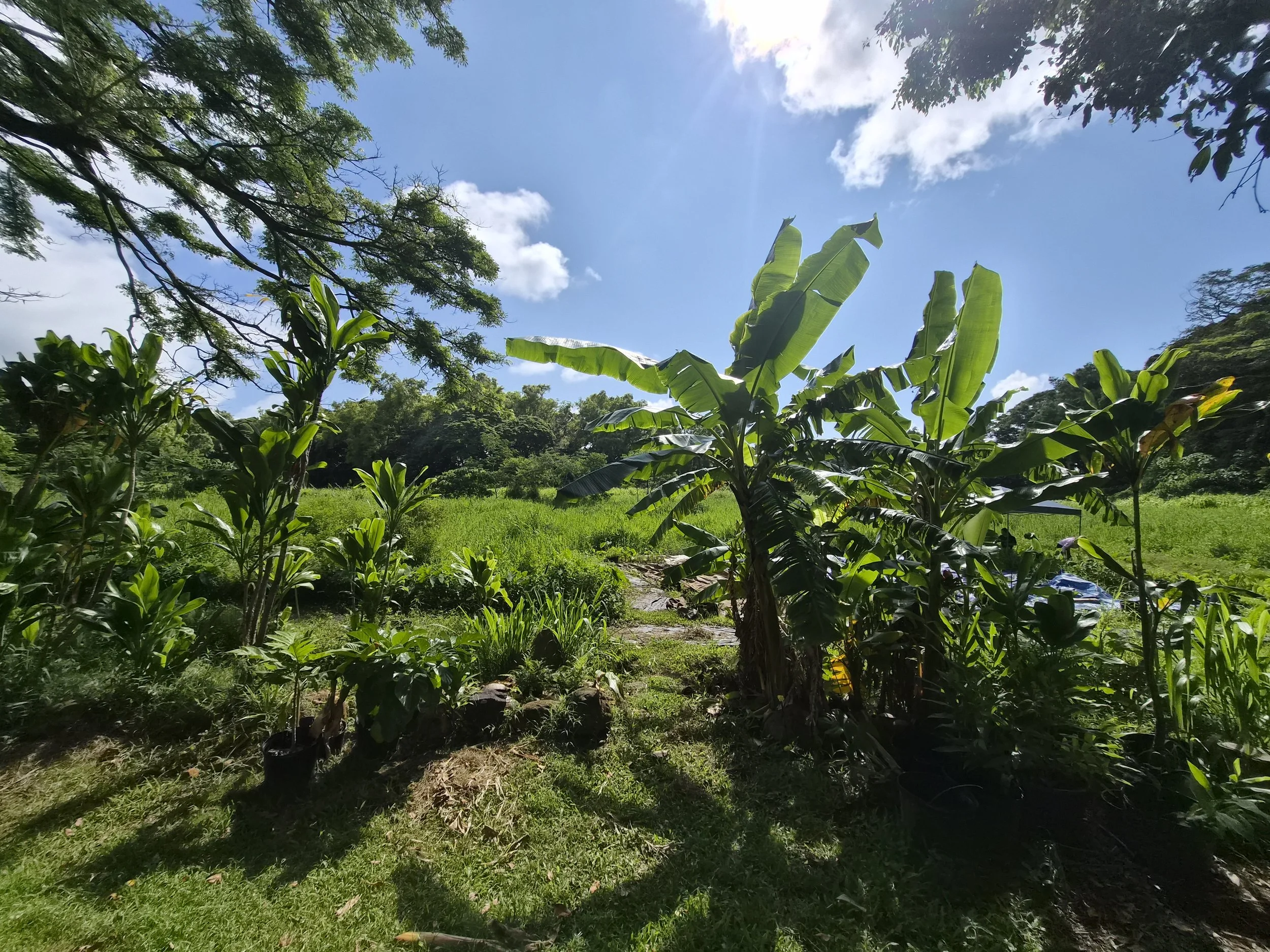 Plant - Ti_Banana.jpg