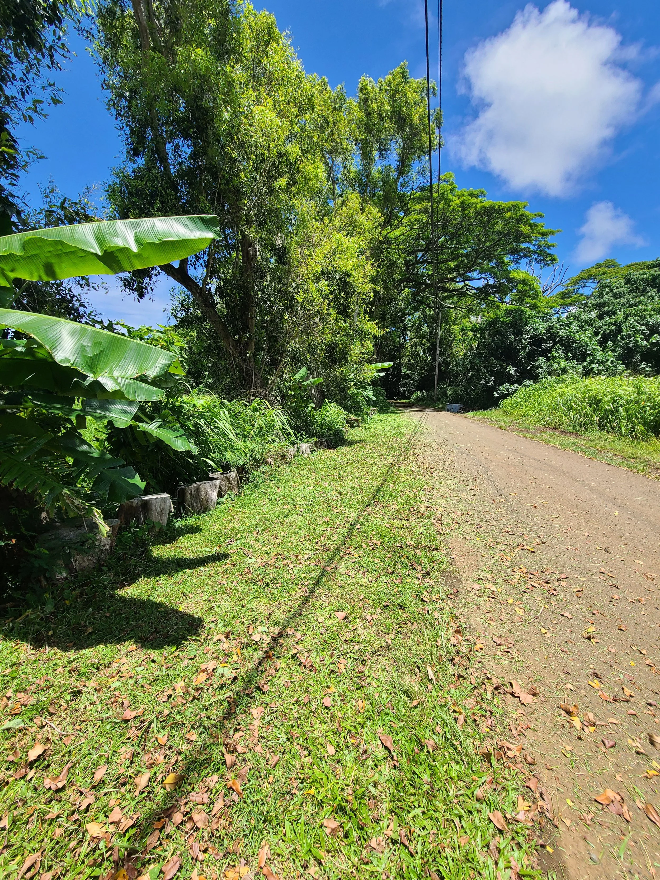 Landscape - Driveway 2.jpg