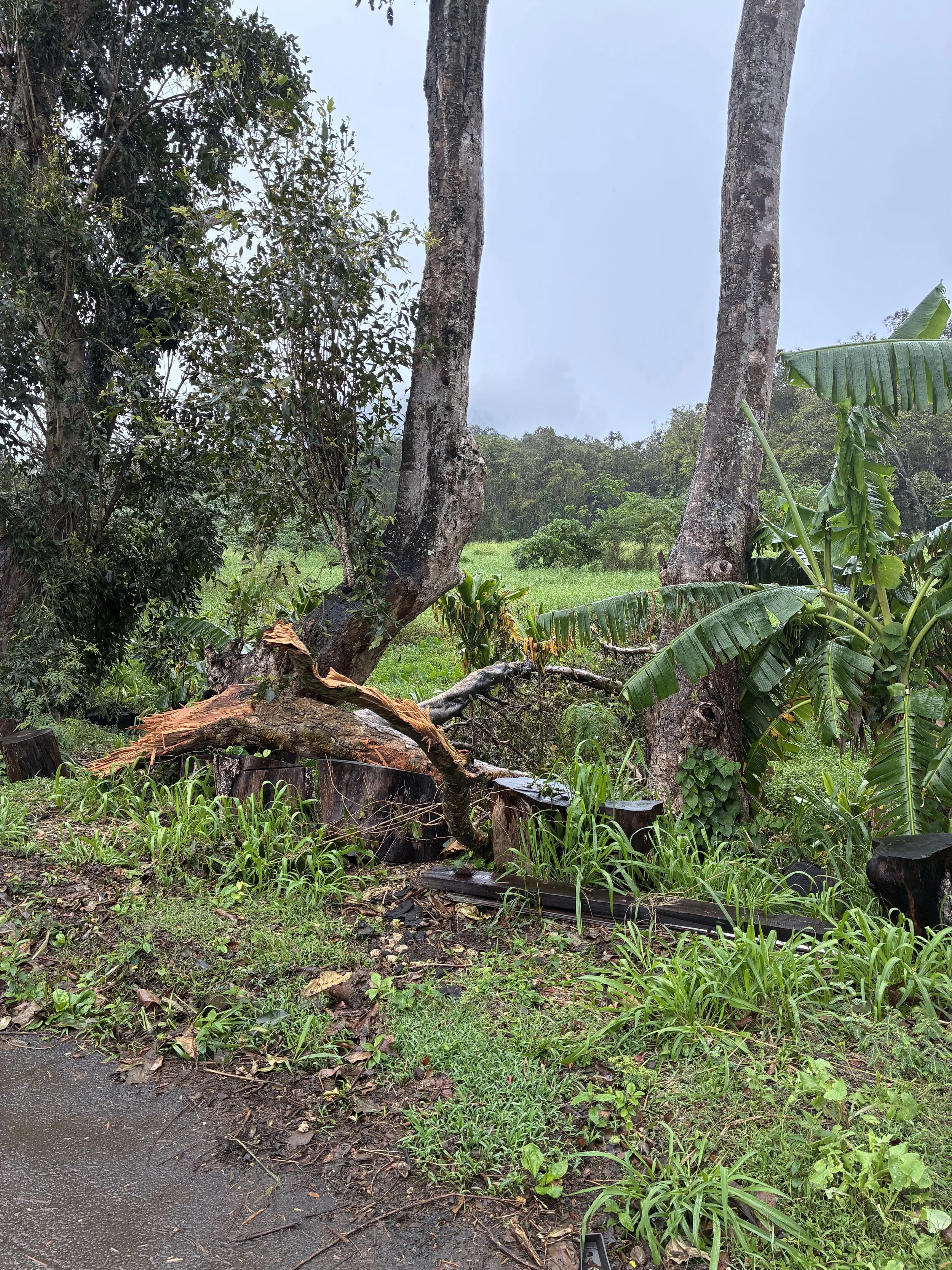 Plant - Tree_TI_Banana.jpeg