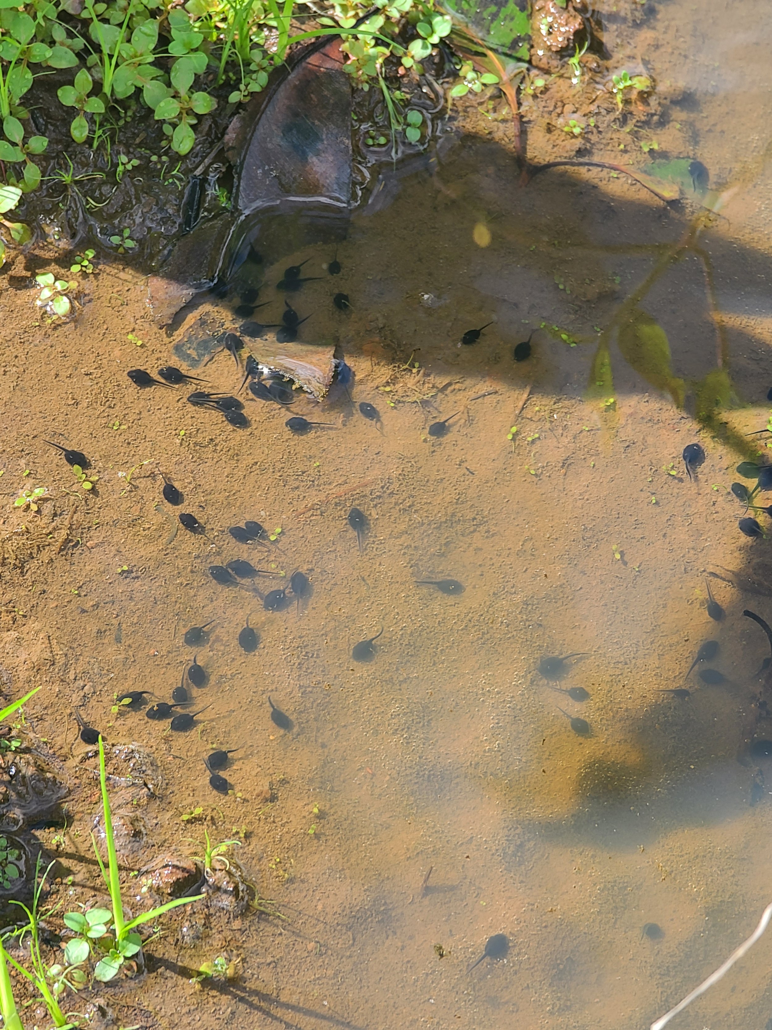 Tadpoles.jpg