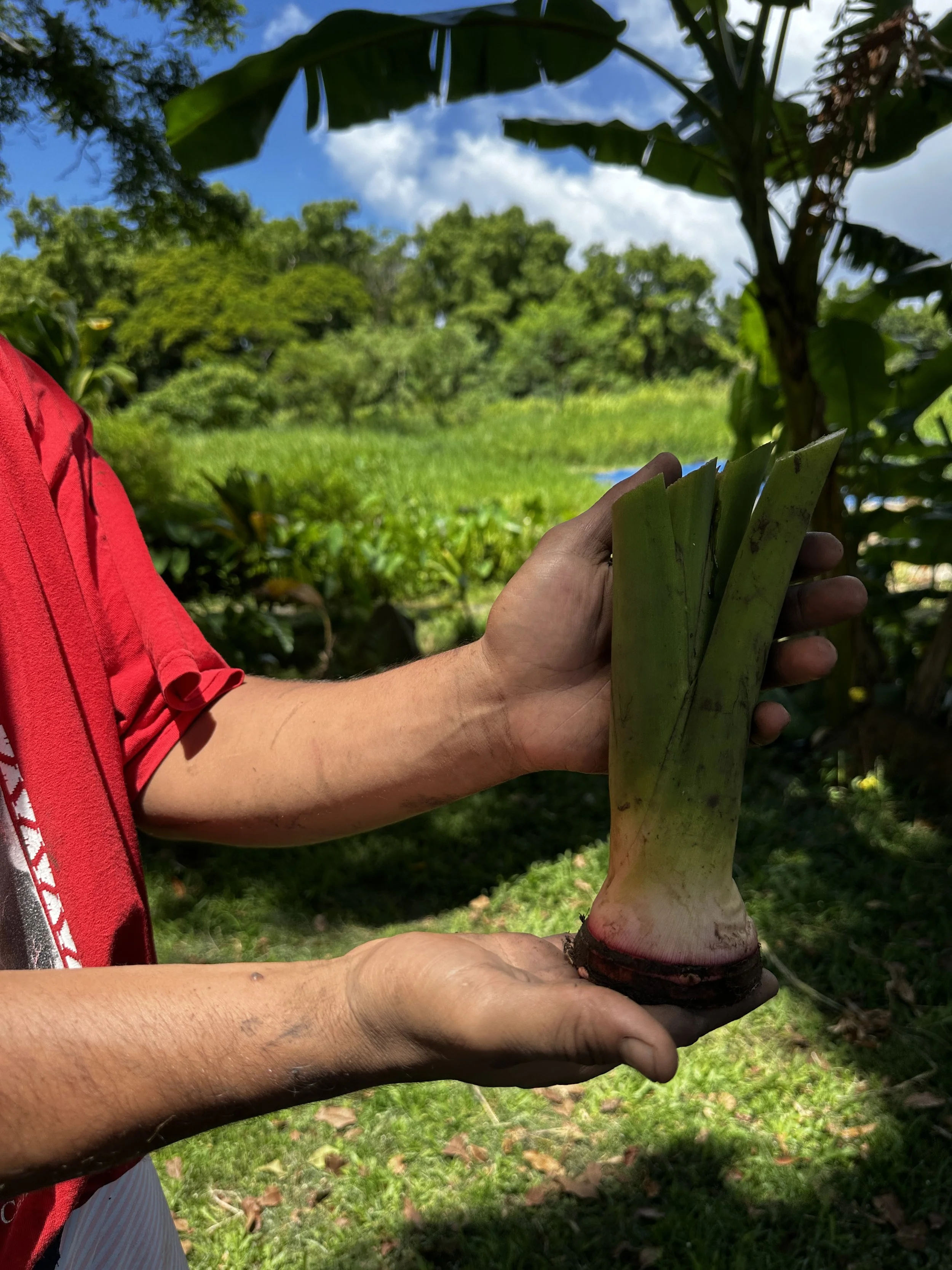 Waikane Photo - Plant (Huli 2).jpg