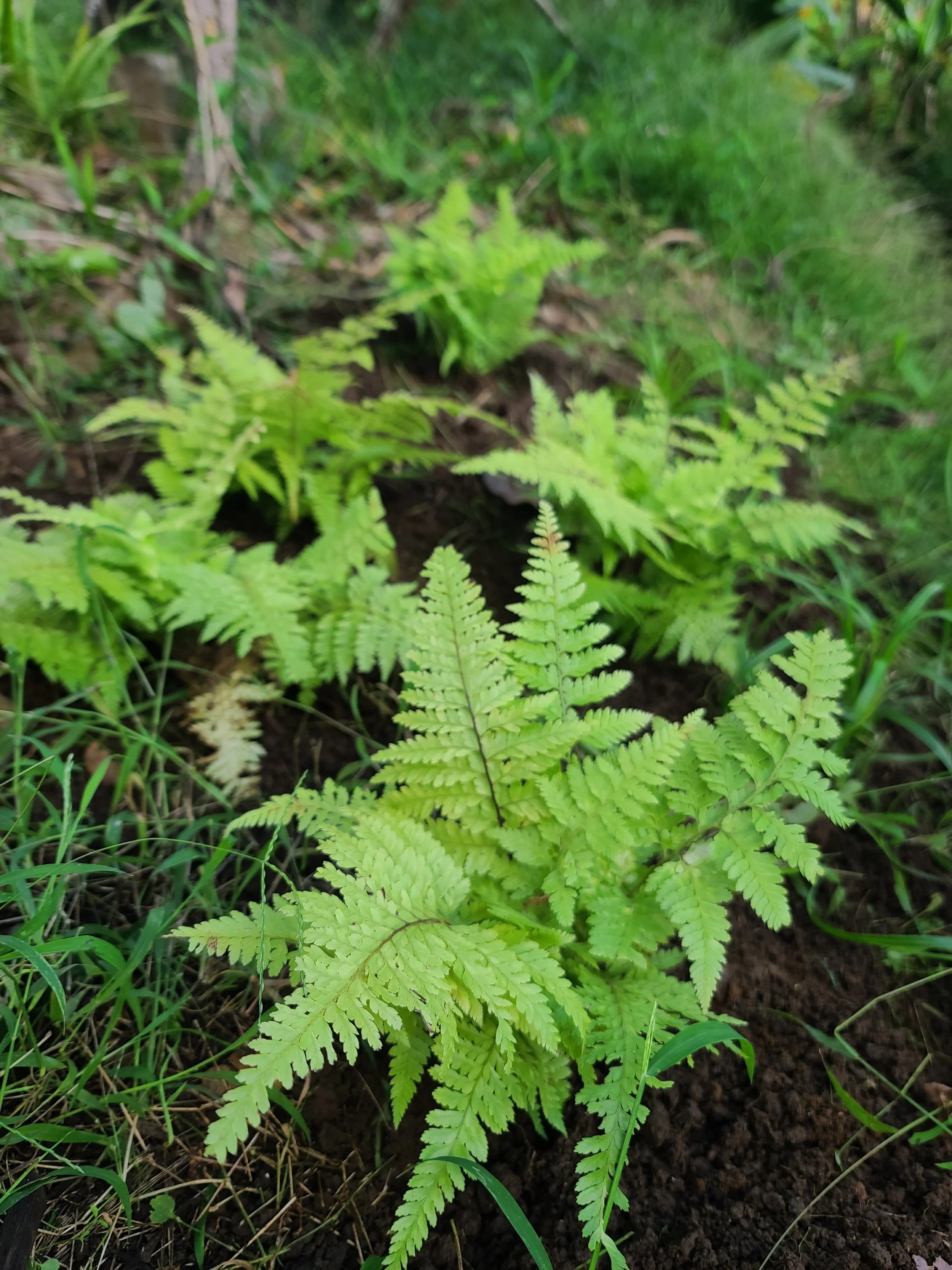 Plant - Fern 2.jpg