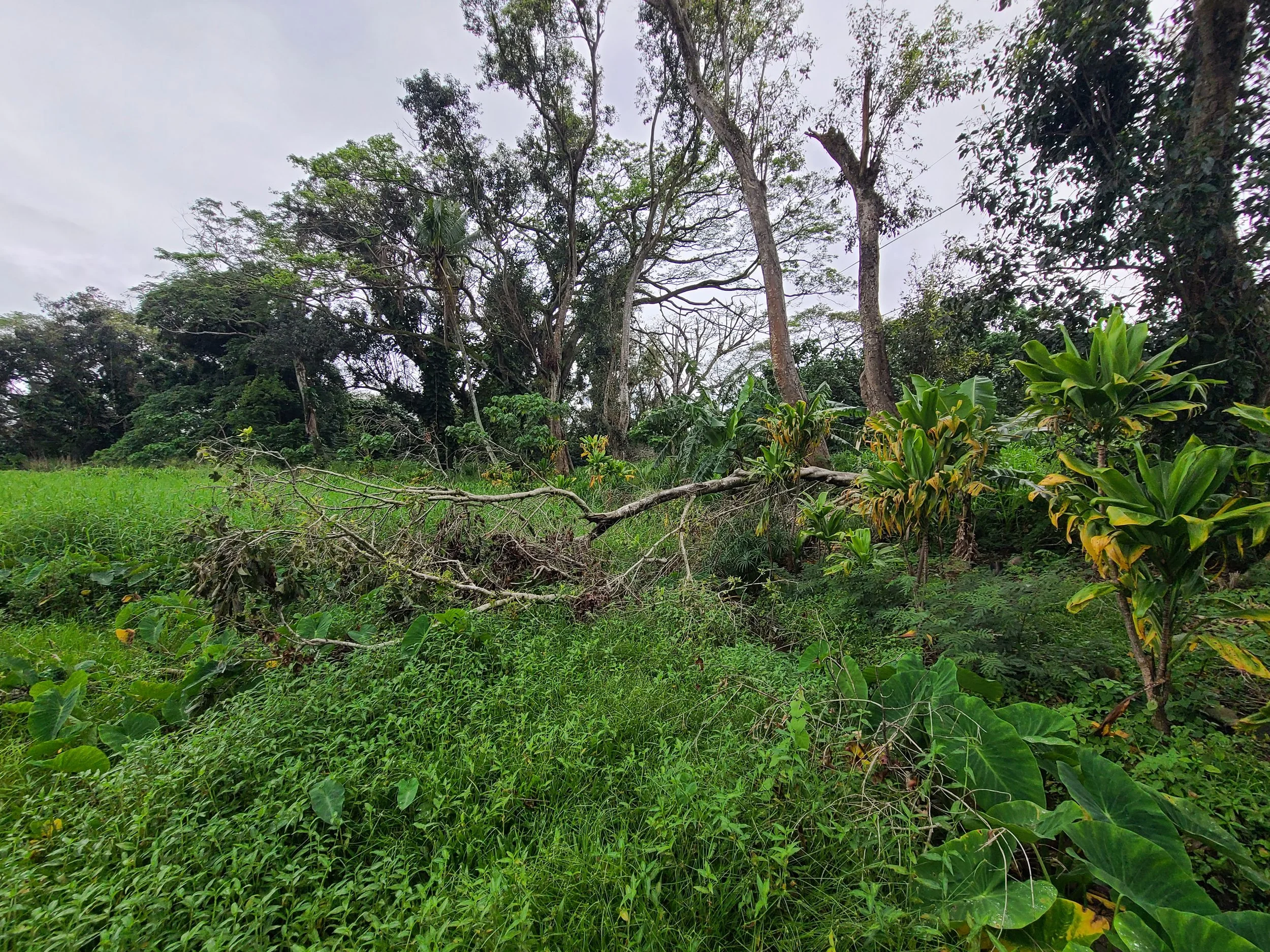 Plant - Tree (Fallen).jpg
