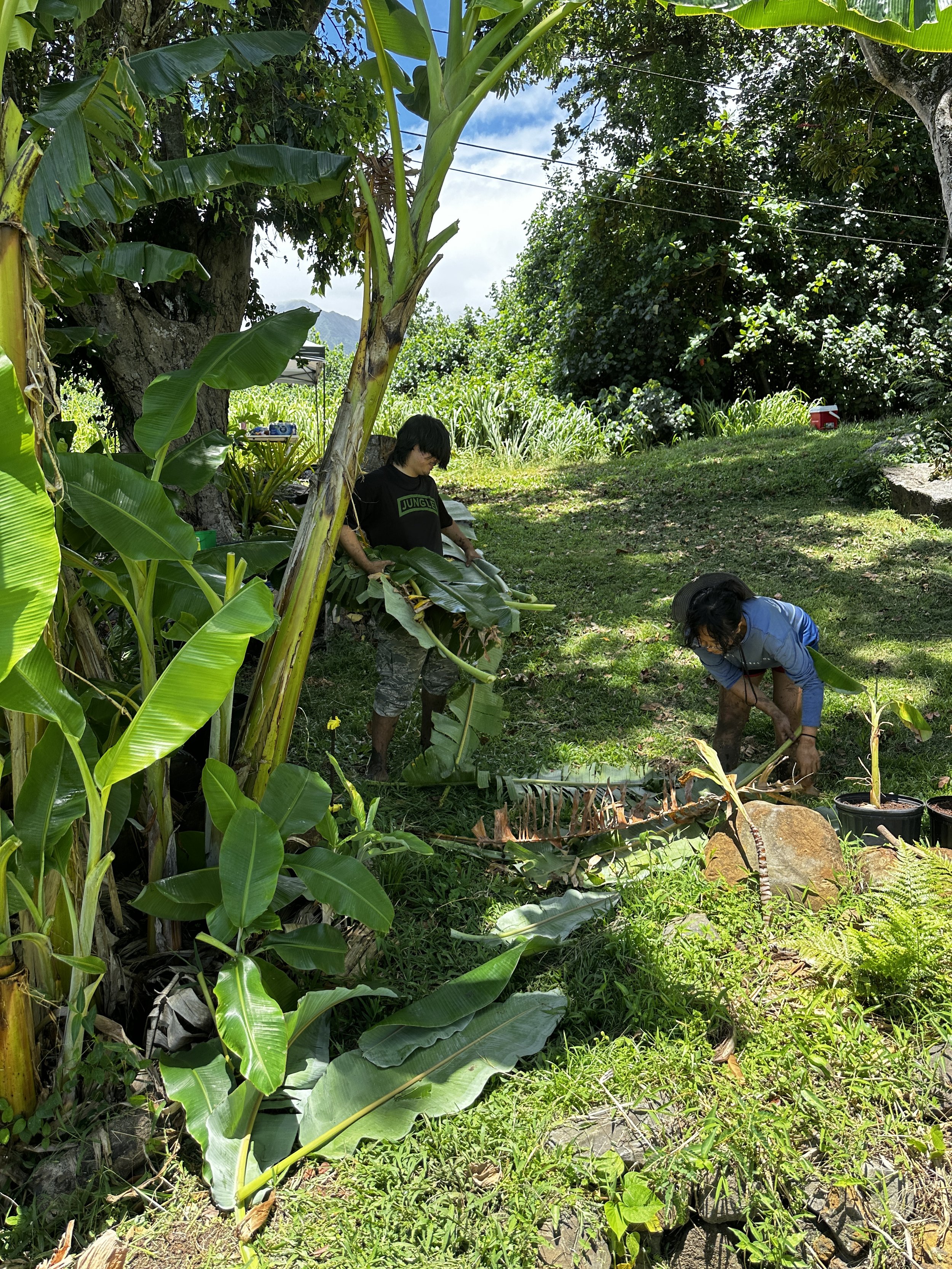 Waikane Photo - Group (Volunteers Planting).jpg