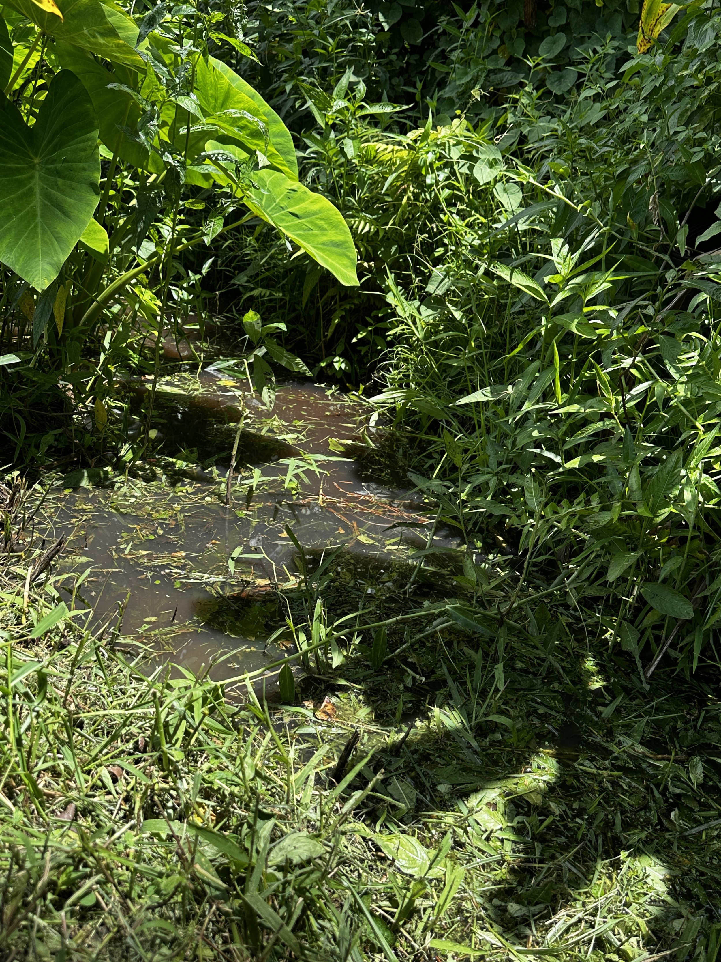 Waikane Photo - Irrigation ('auwai 2).jpg