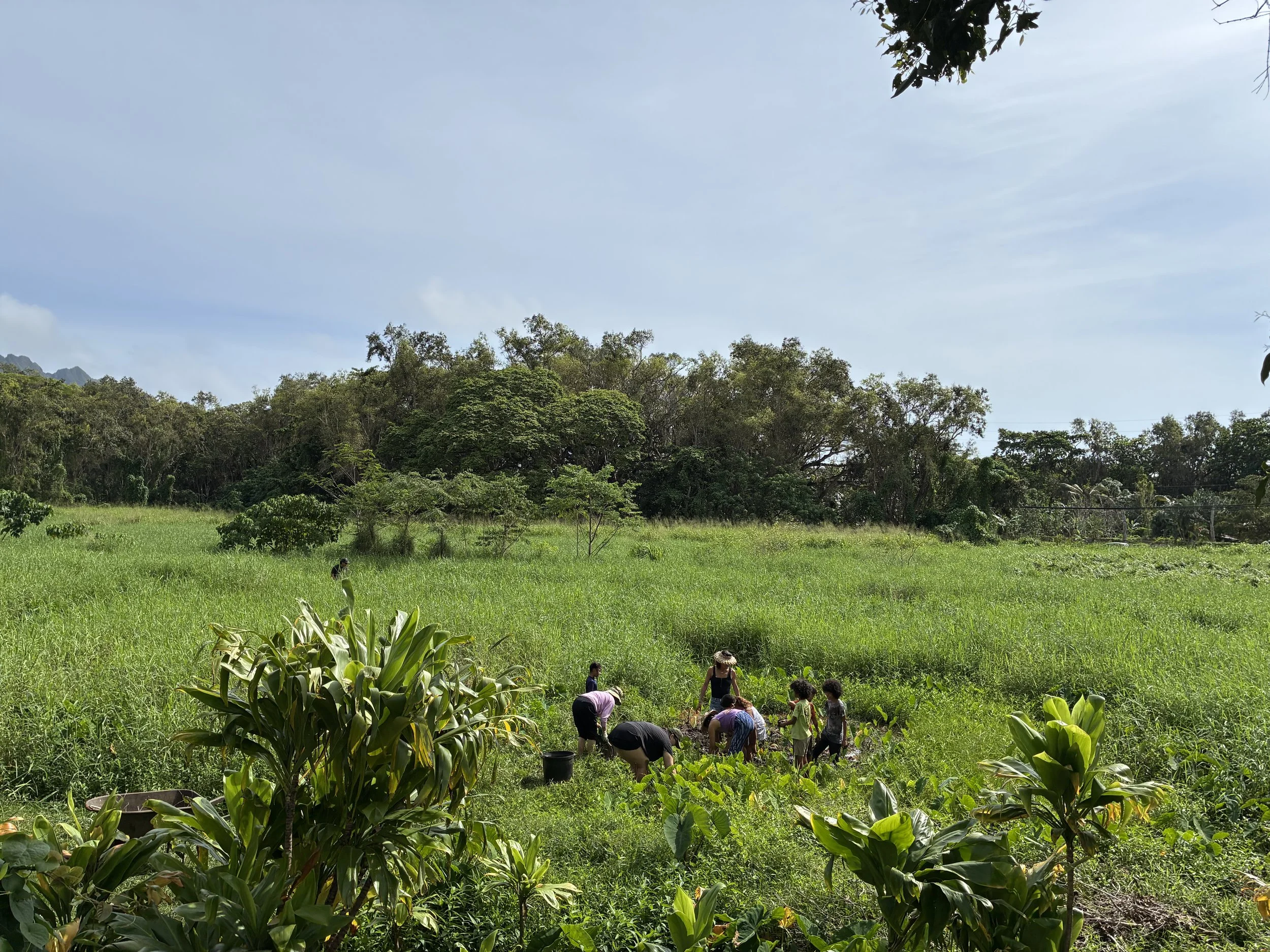 Group - Planting (Volunteer 4).jpeg