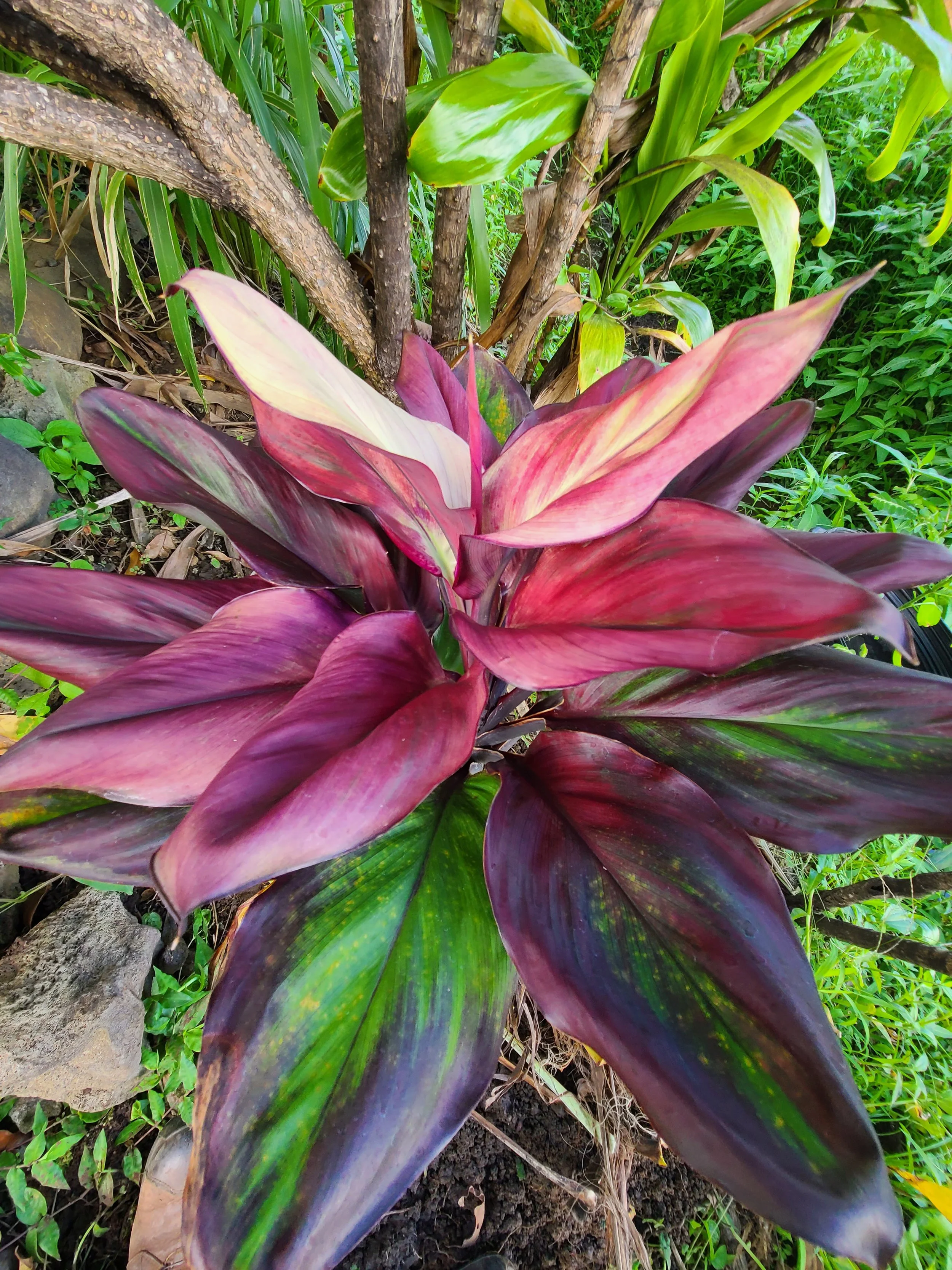 Plant - Ti.jpg