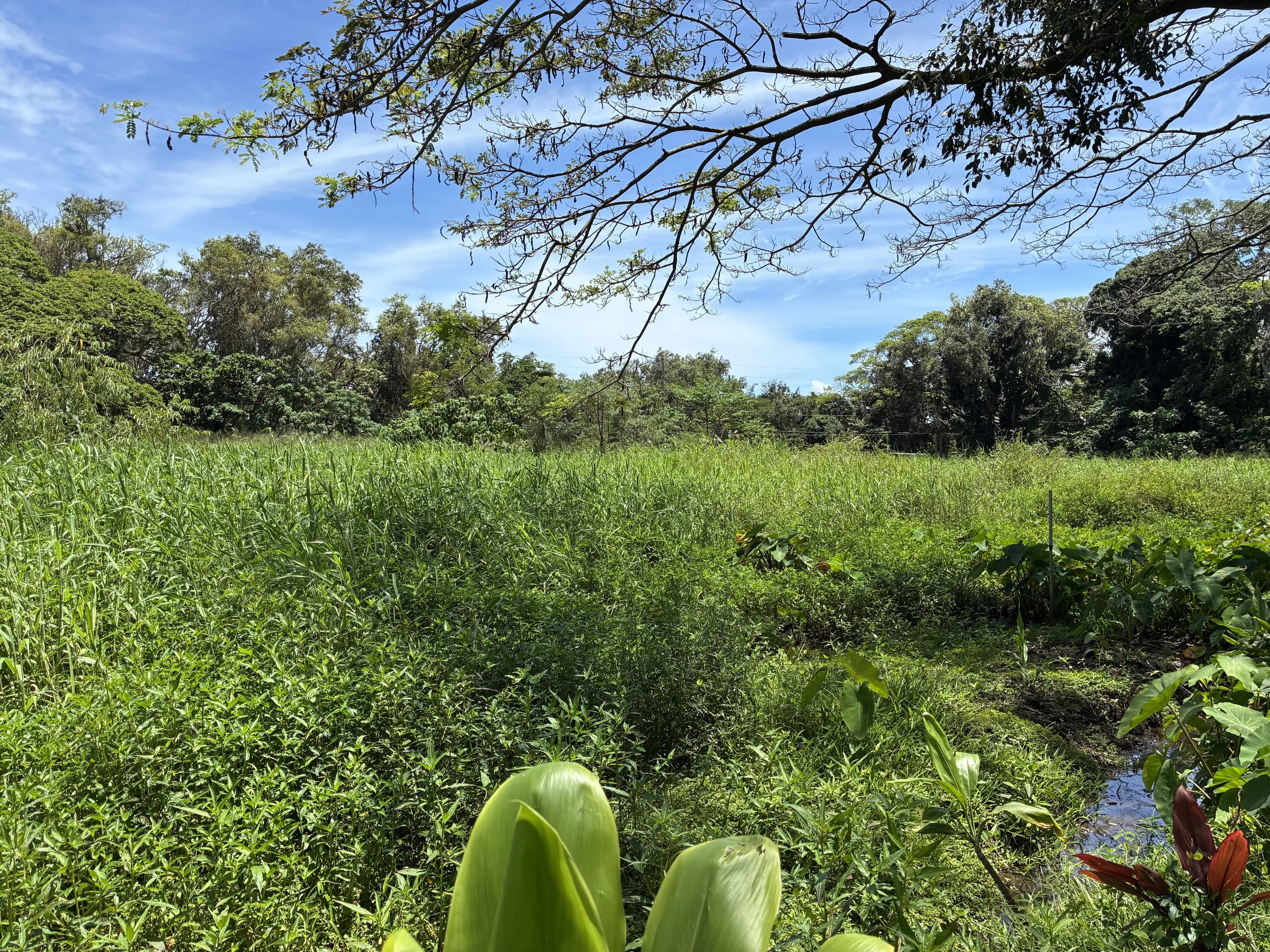 Landscape - Ti_Banana_Kalo 3.jpeg
