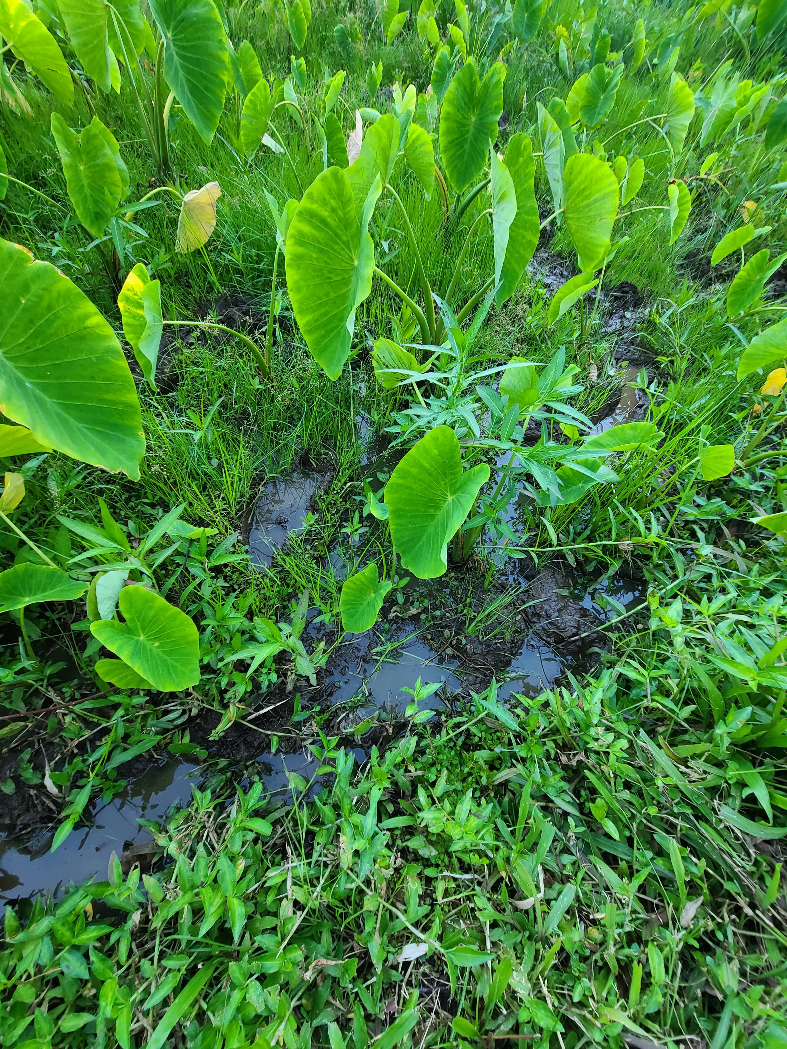 Plant - Kalo 6.jpg