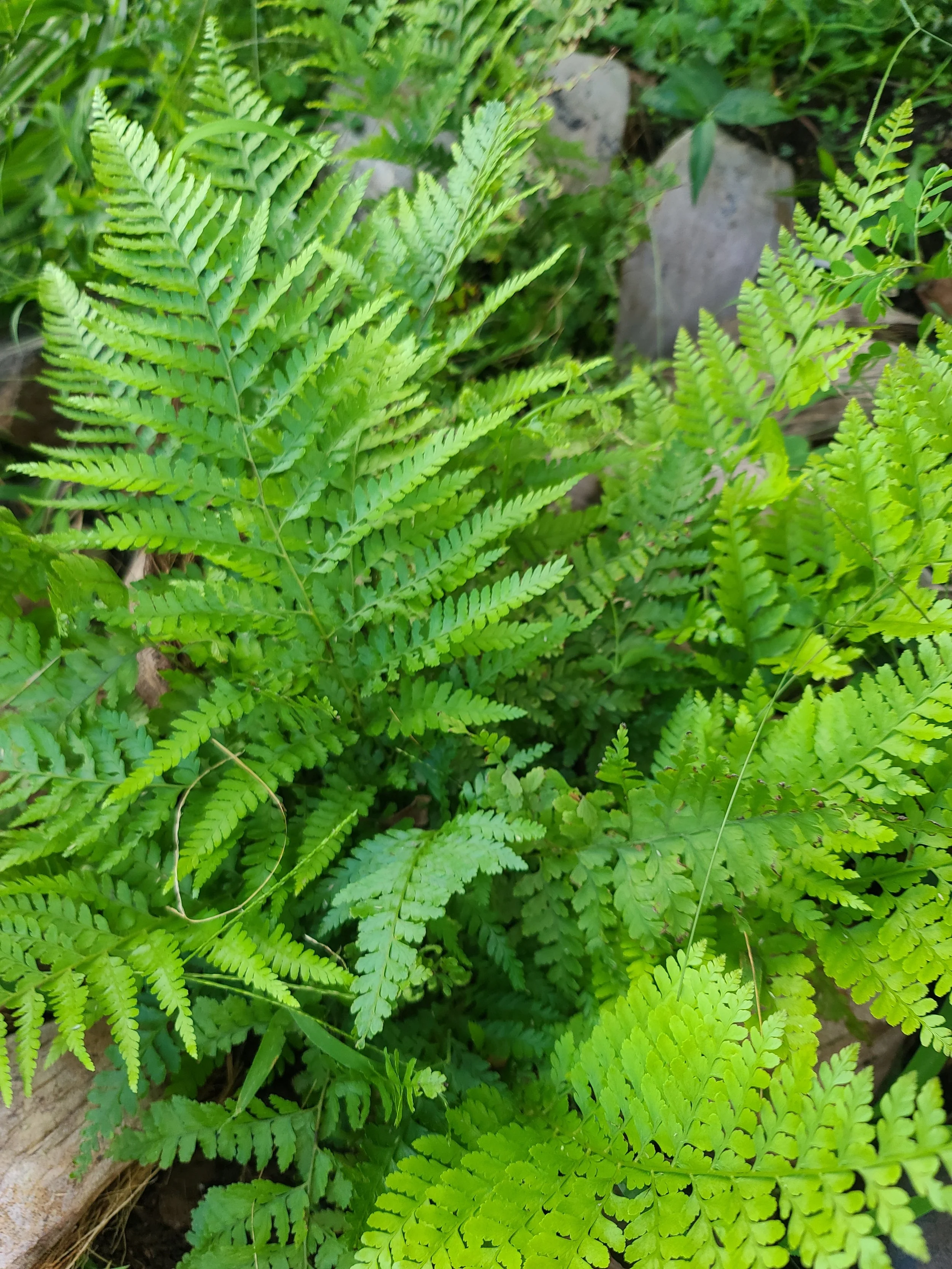 Plant - Fern.jpg
