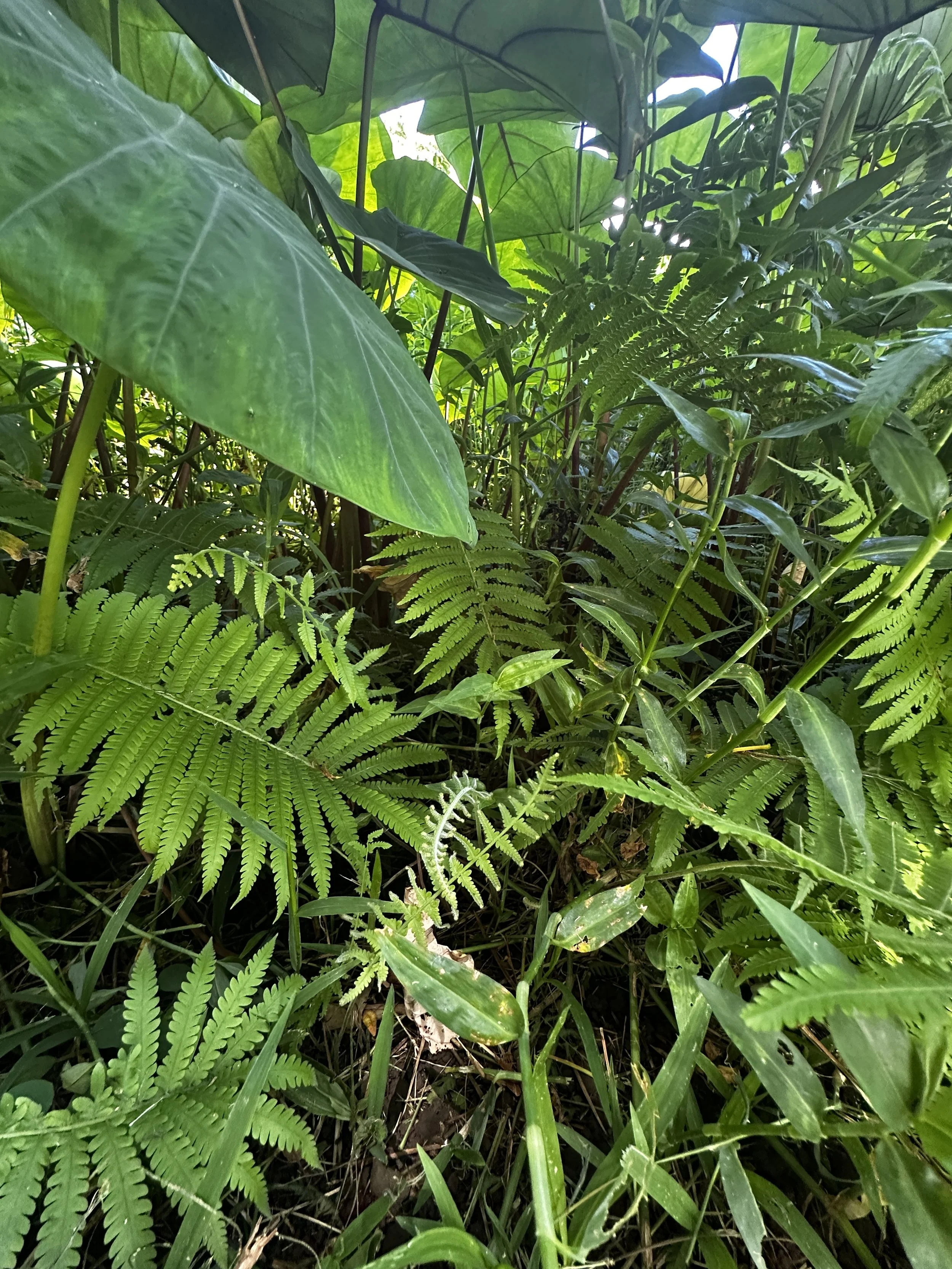 Waikane Photo - Plant (Various).jpg
