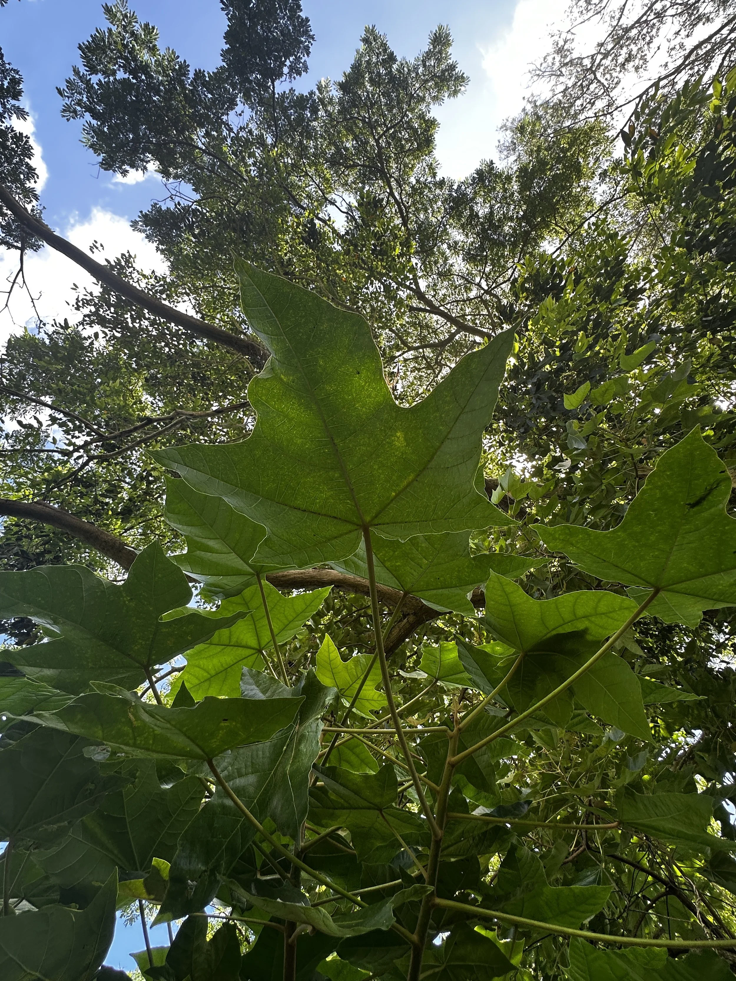 Waikane Photo - Plant (Kukui).jpg
