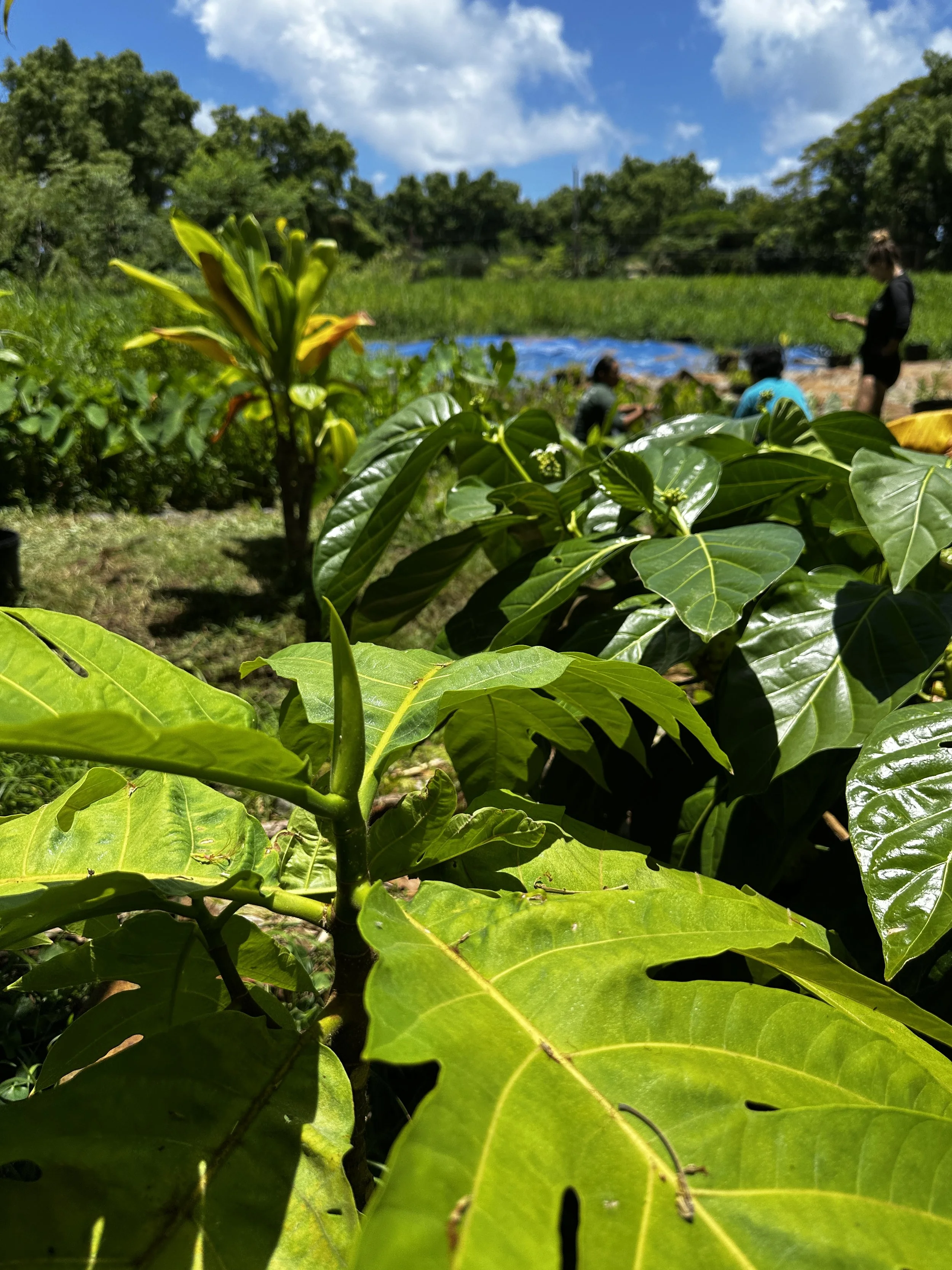 Waikane Photo - Plant ('Ulu and Noni).jpg