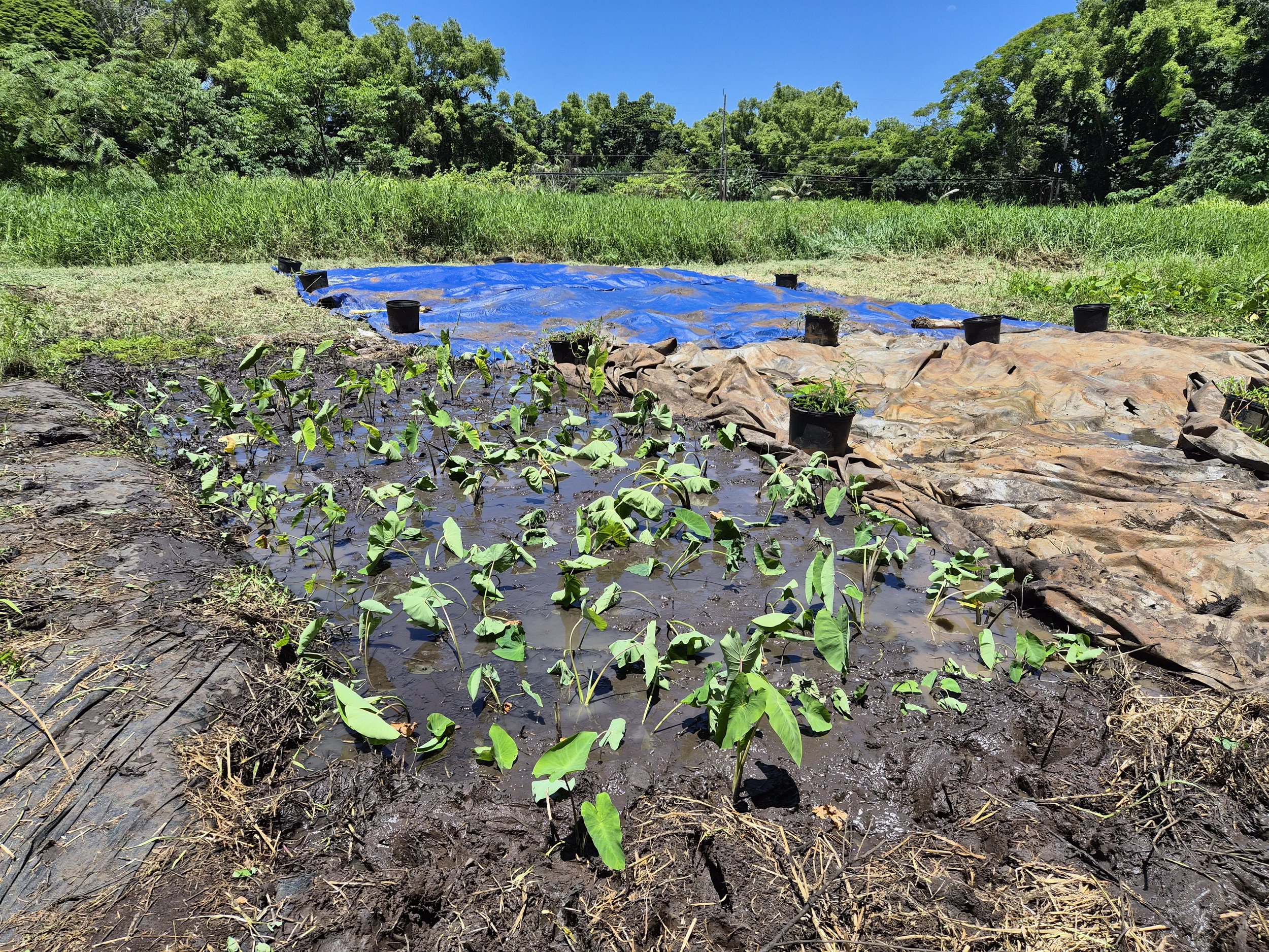 Plant - Kalo (Field 3).jpg