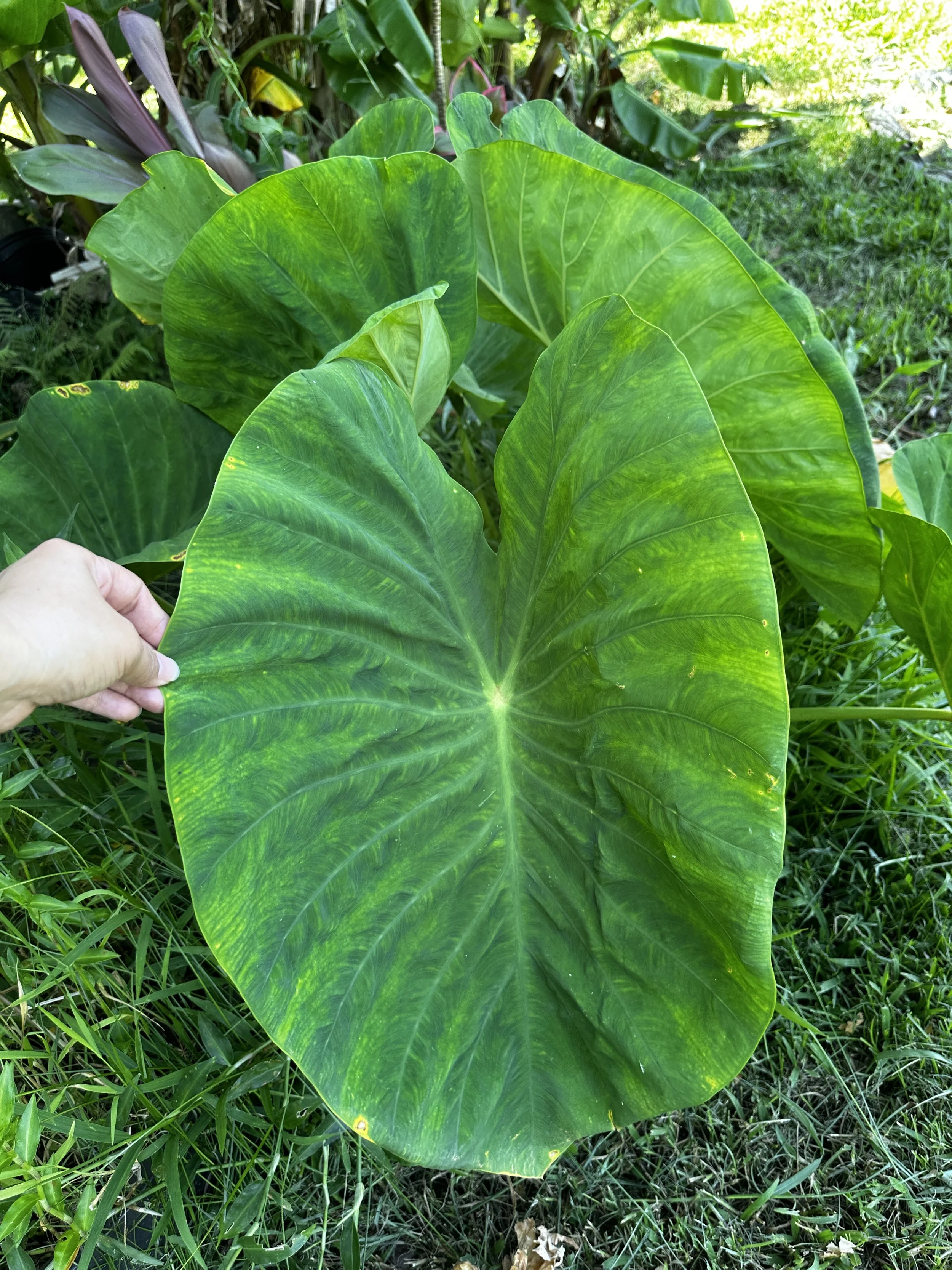 Waikane Photo - Plant (Kalo 5).jpg