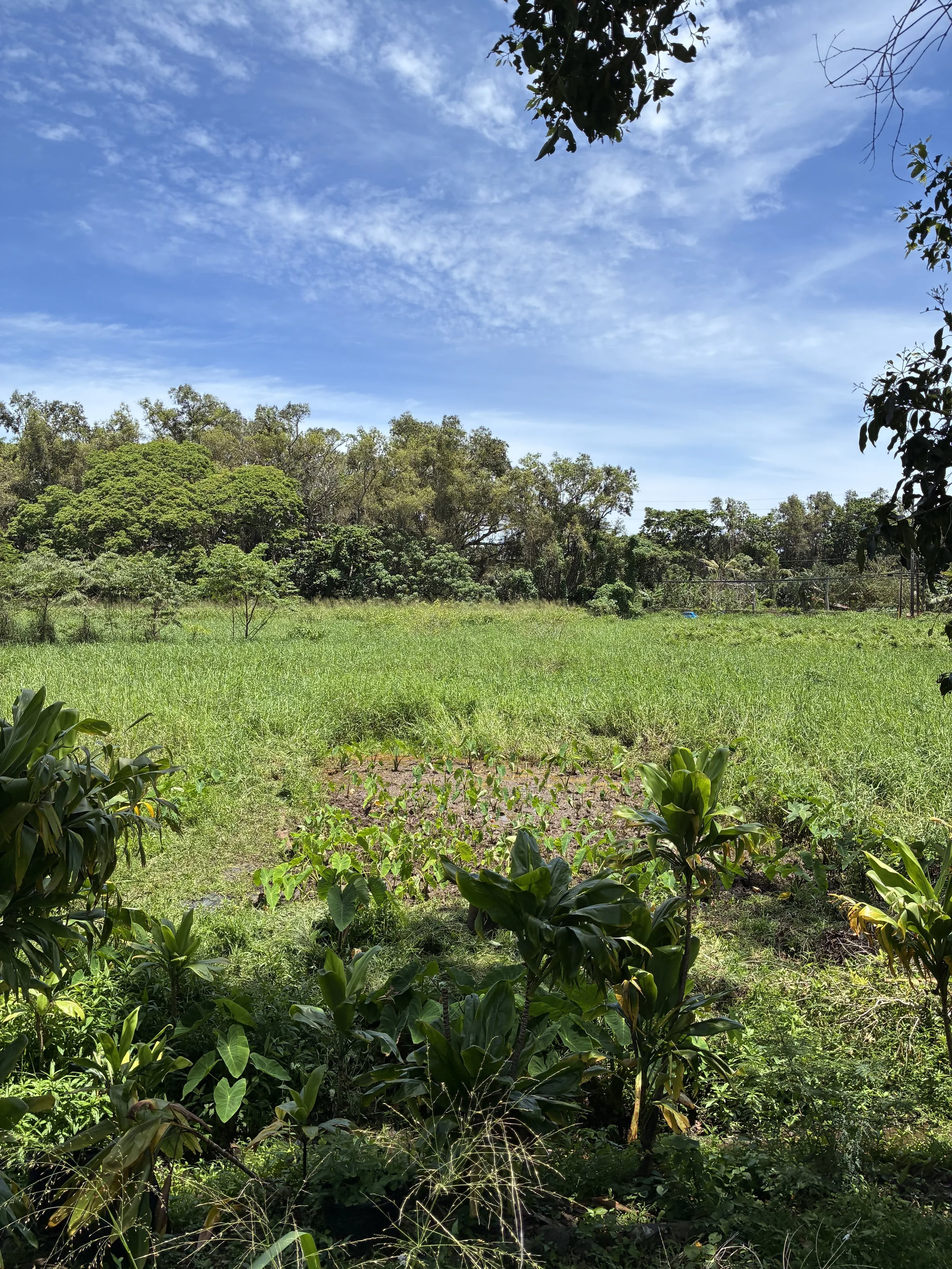 Plants - Kalo (Field 3).jpeg