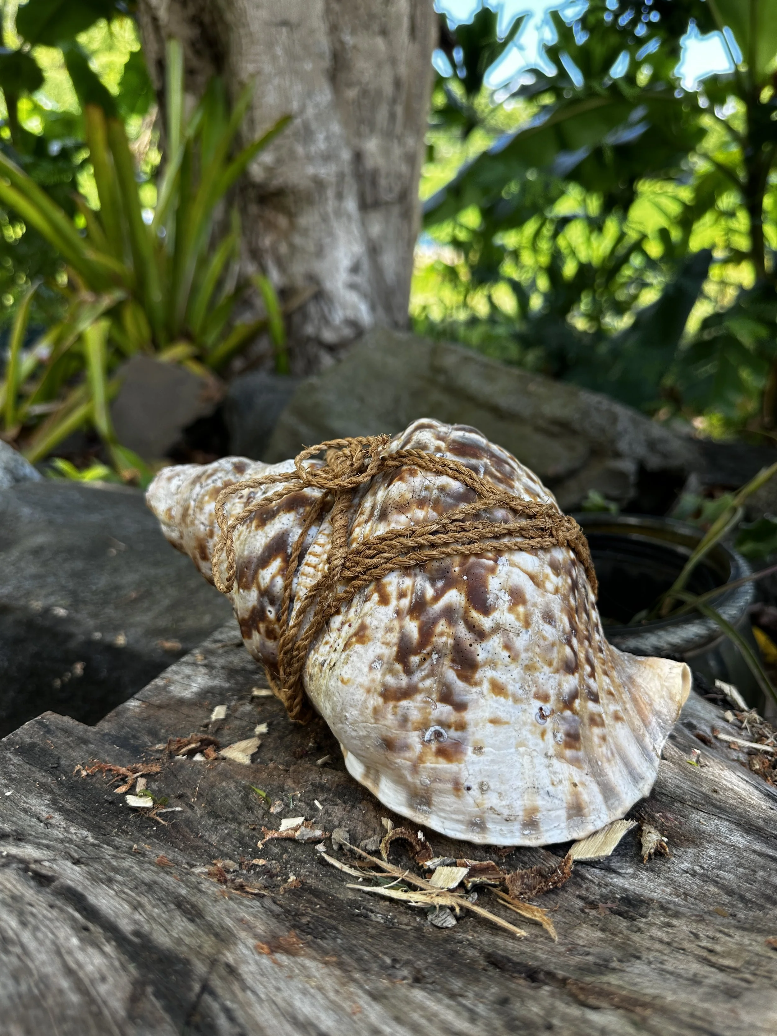 Waikane Photo - Shell (Pu).jpg