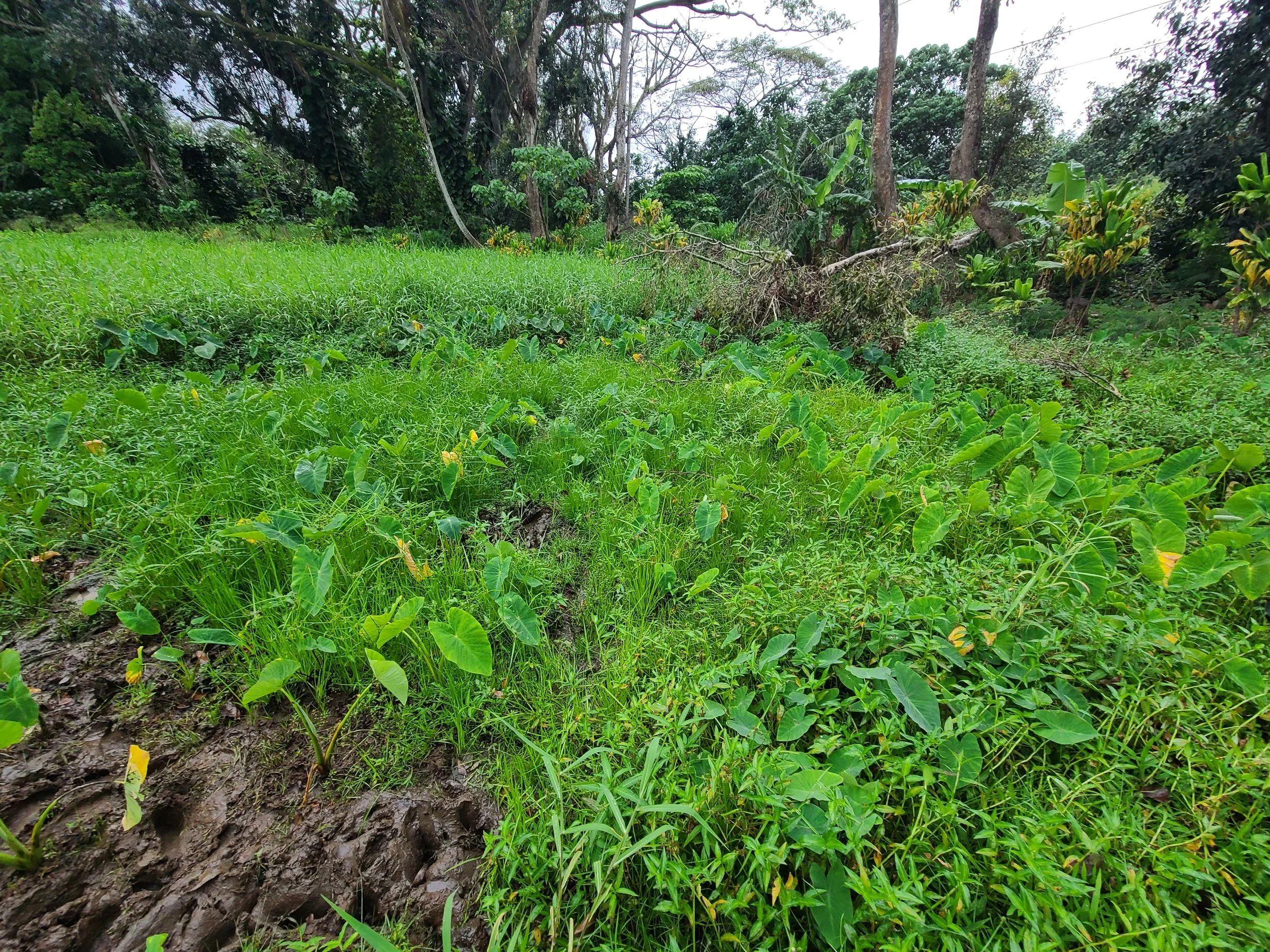 Plant - Kalo (Field 3).jpg