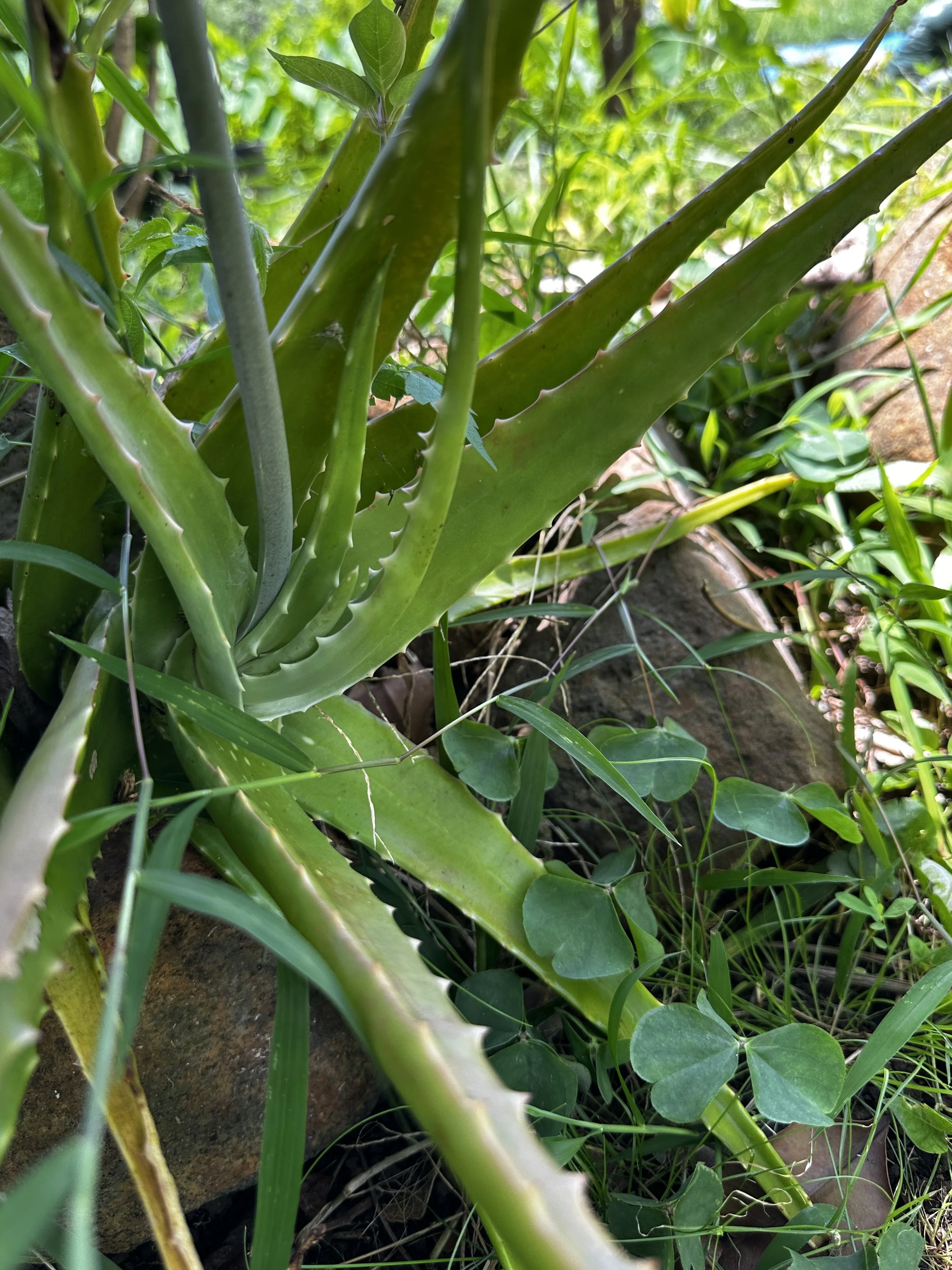 Waikane Photo - Plant (Aloe Vera).jpg