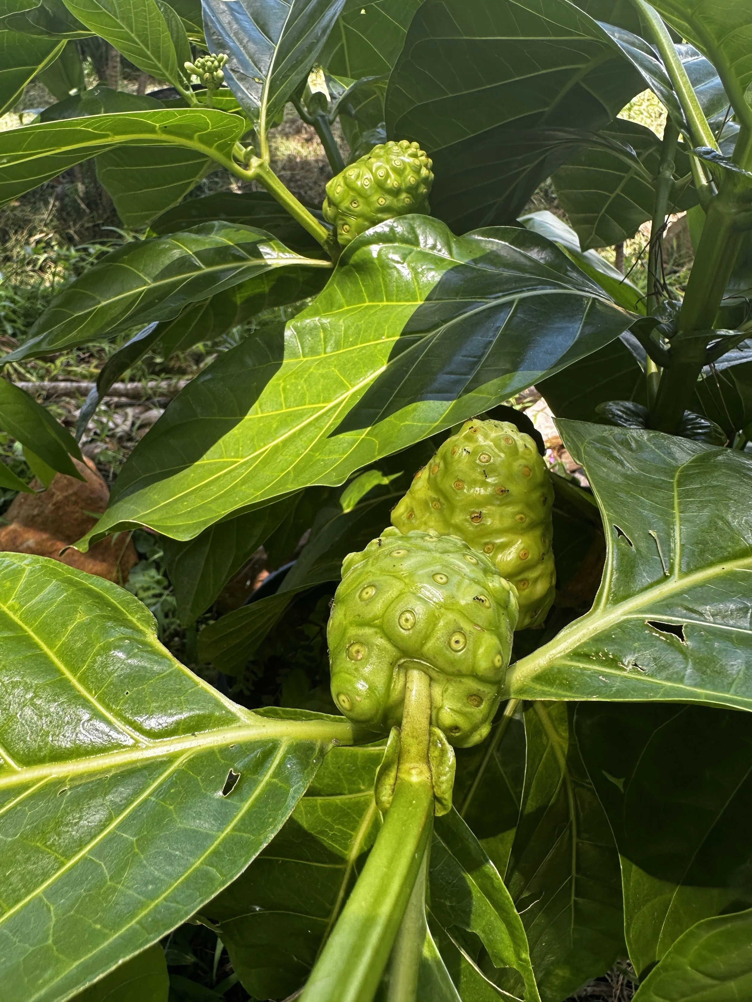 Waikane Photo - Plant (Noni 6).jpg