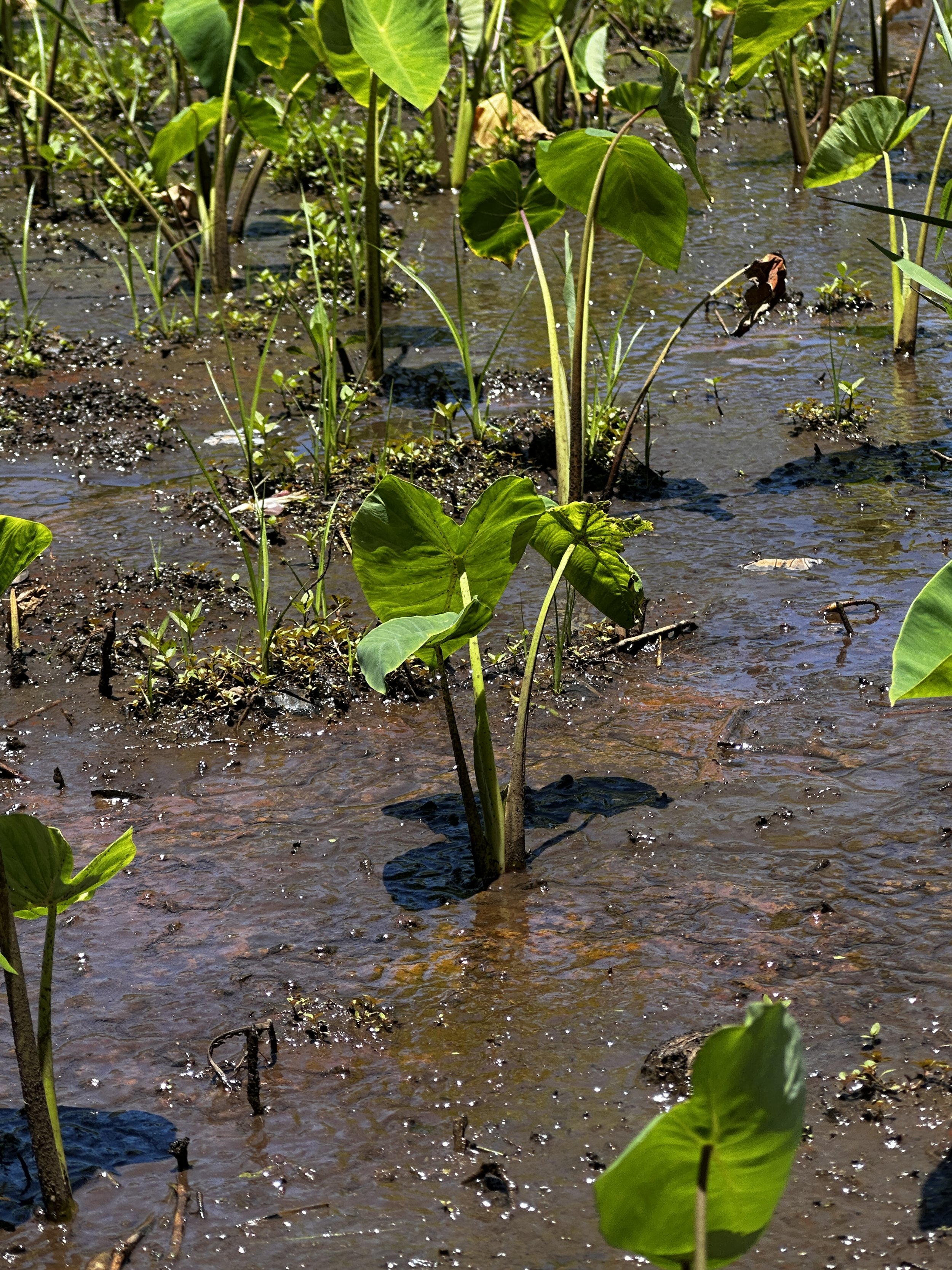 Waikane Photo - Plant (Kalo 2).jpg