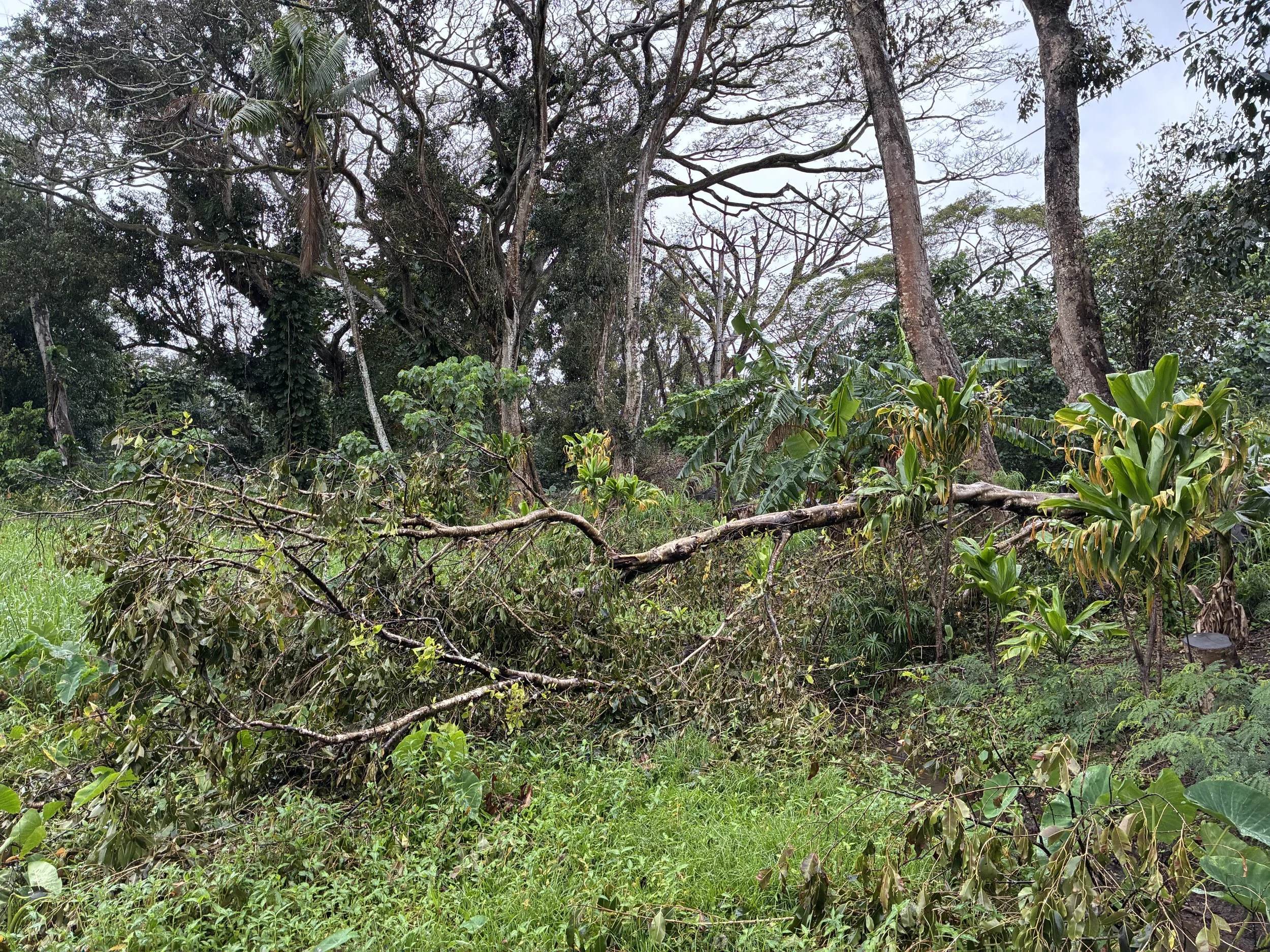 Landscape - Downed Tree.jpeg