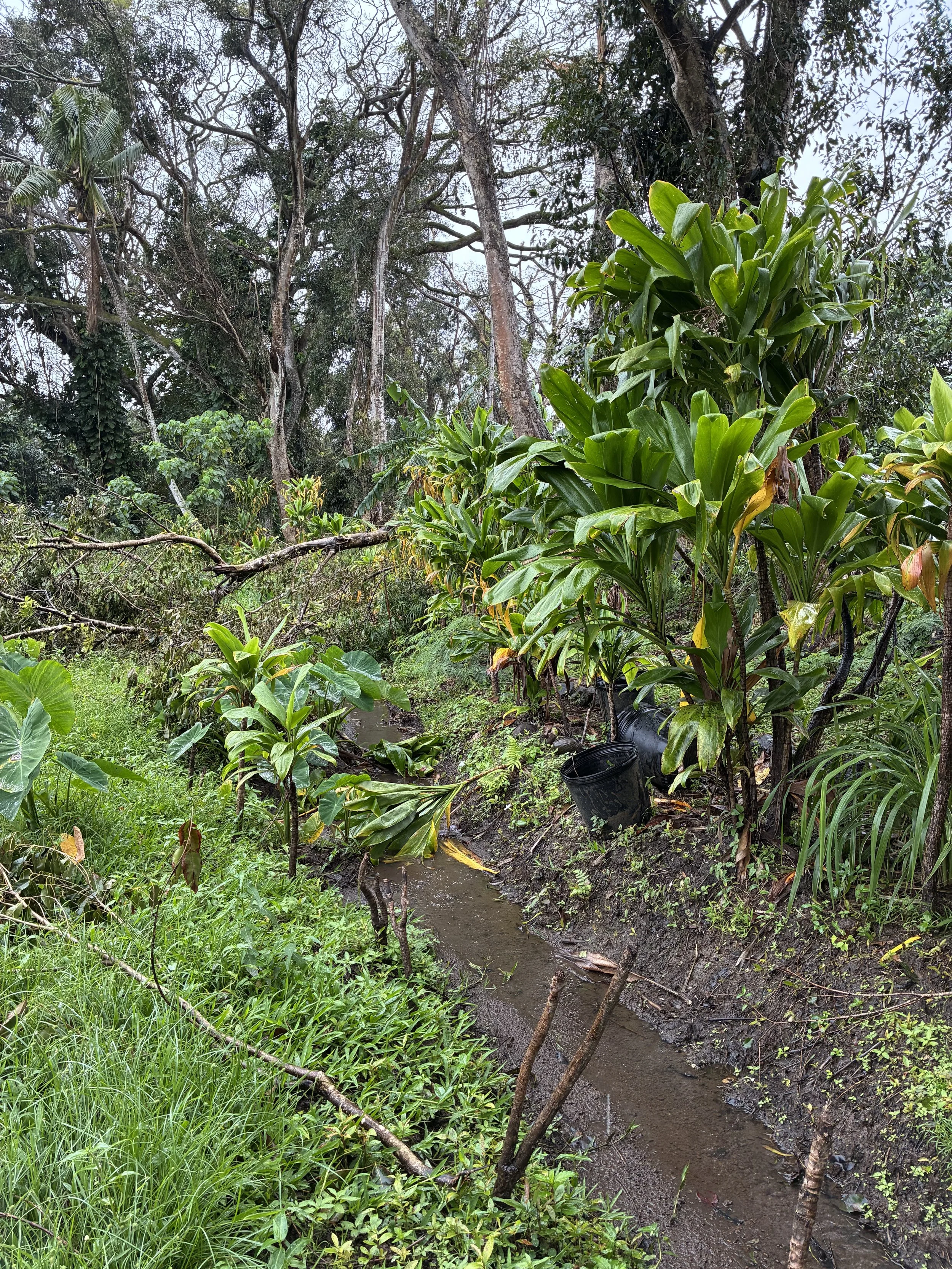 Landscape - Ti and Irrigation.jpeg