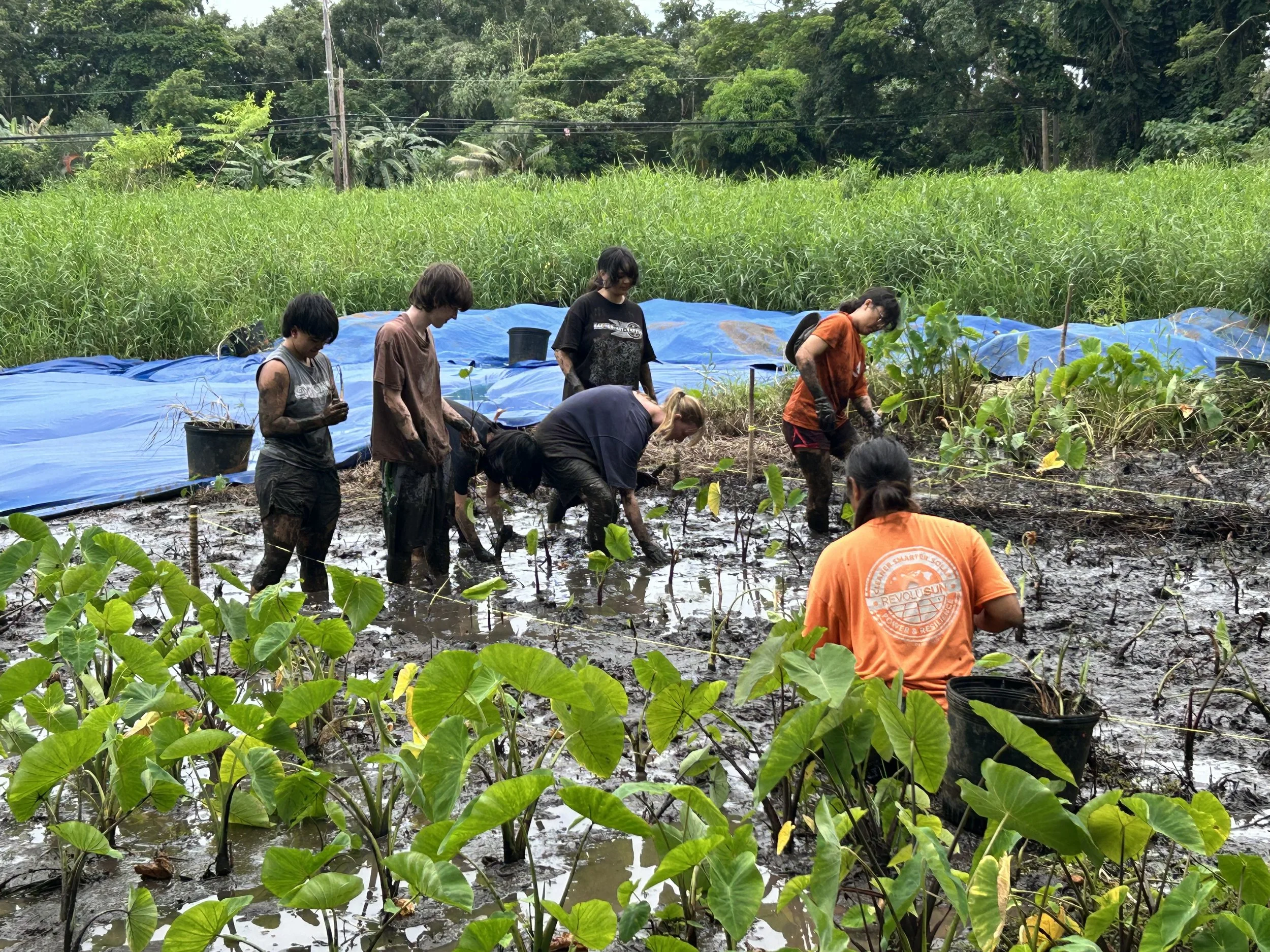 Group - Planting Kalo.JPG