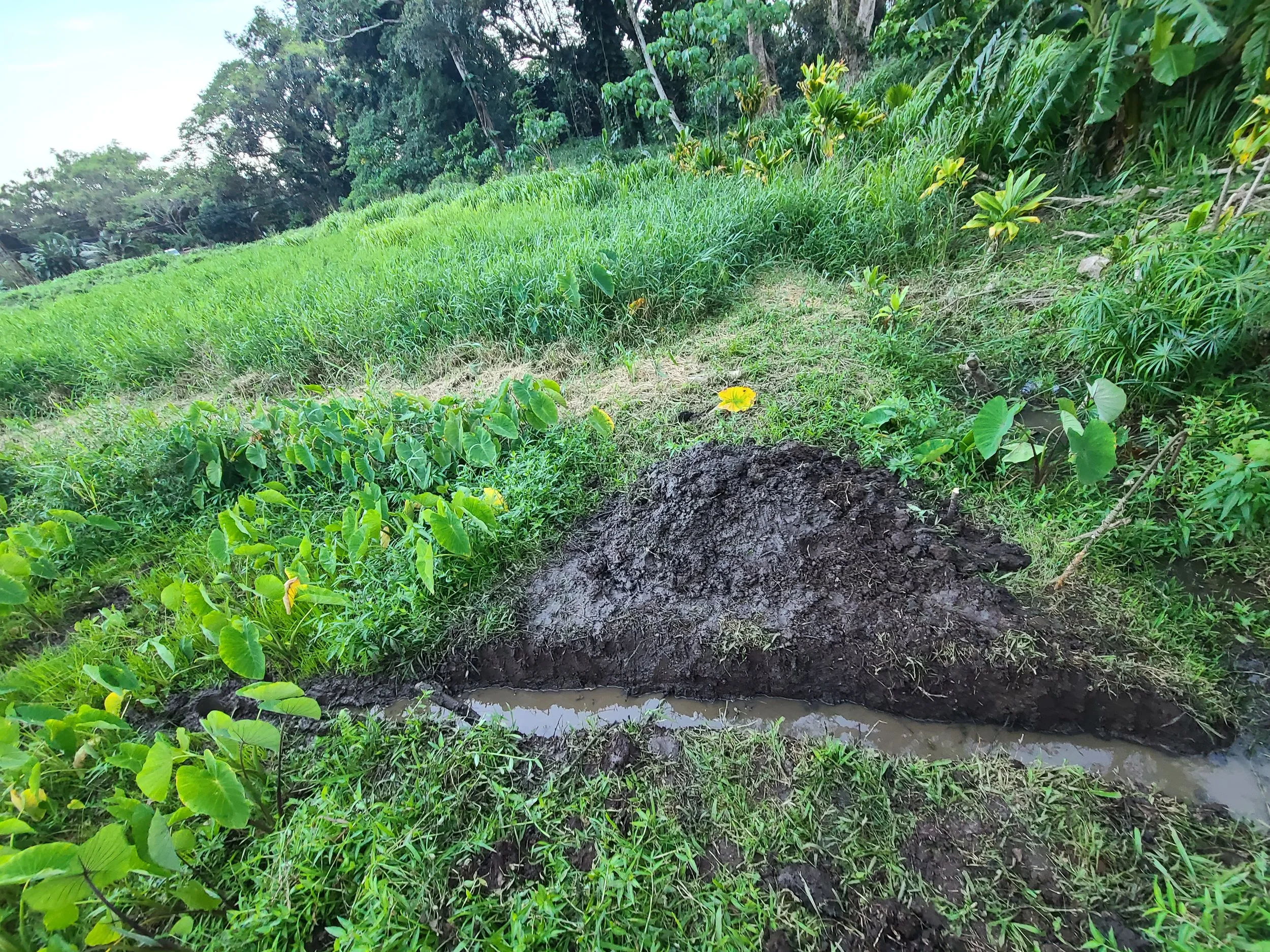 Landscape - Irrigation.jpg