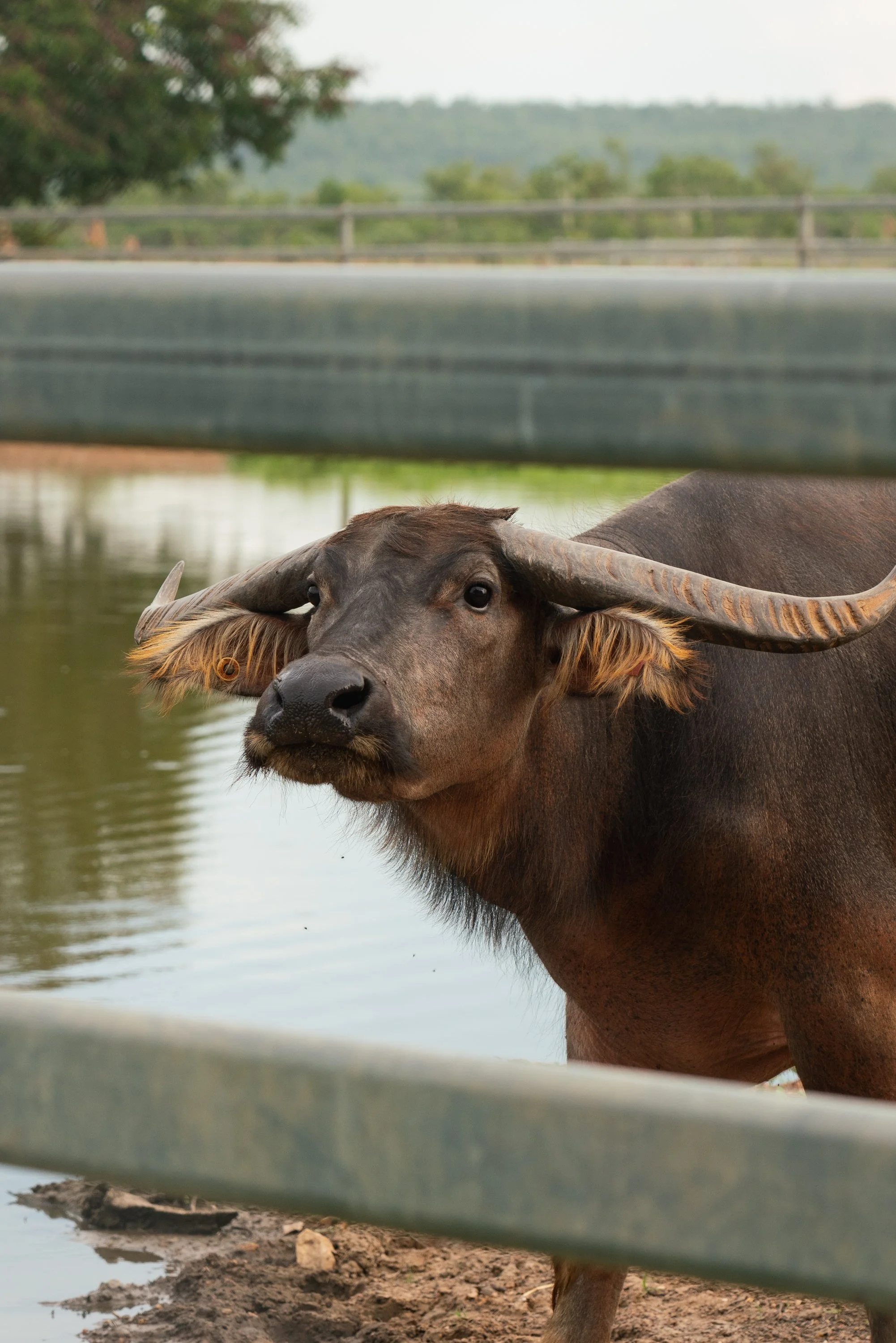 2025 DRT Buffalo 2.jpg