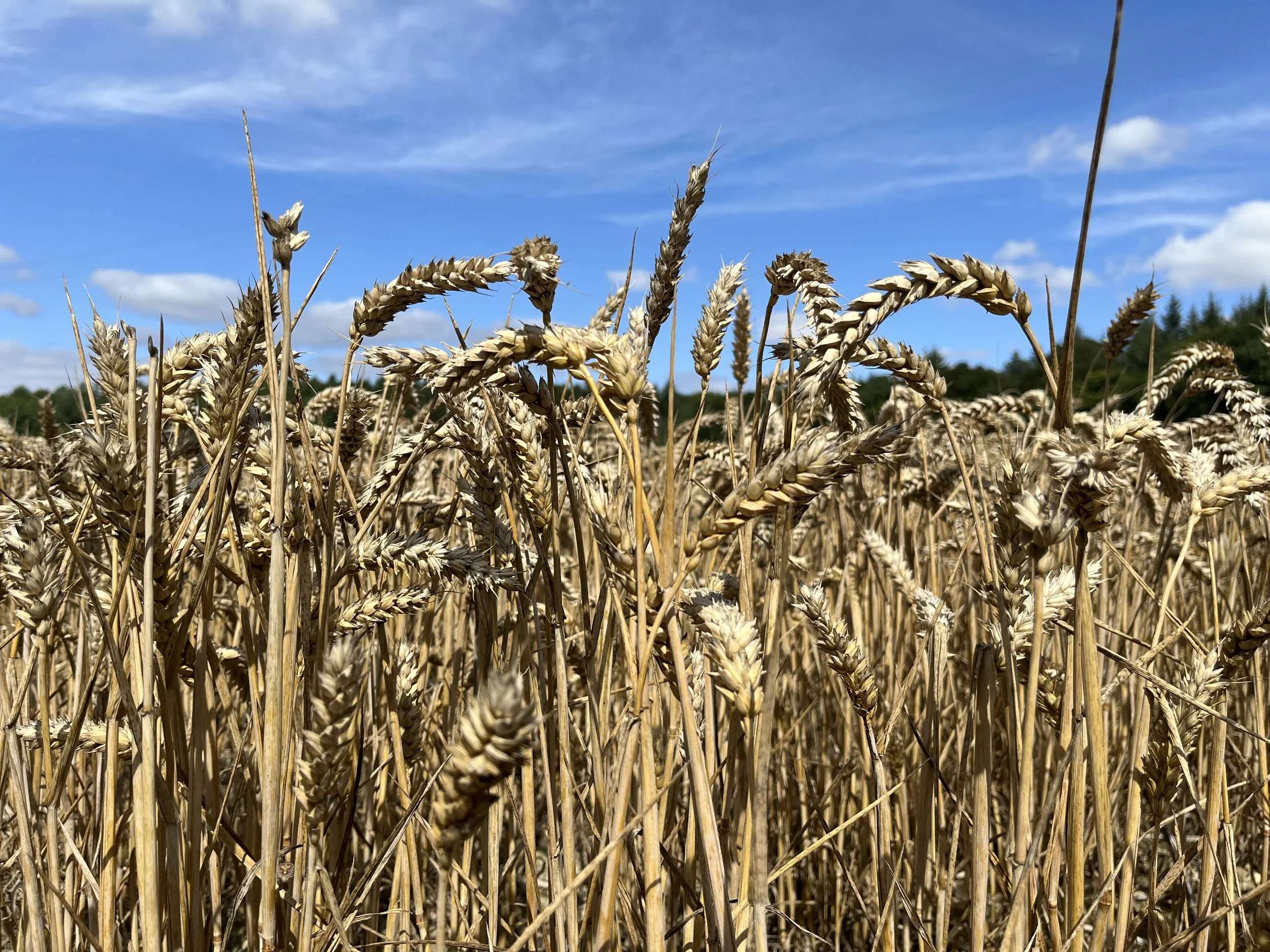 A field of ripe wheat with a blue sky and a few white clouds above.