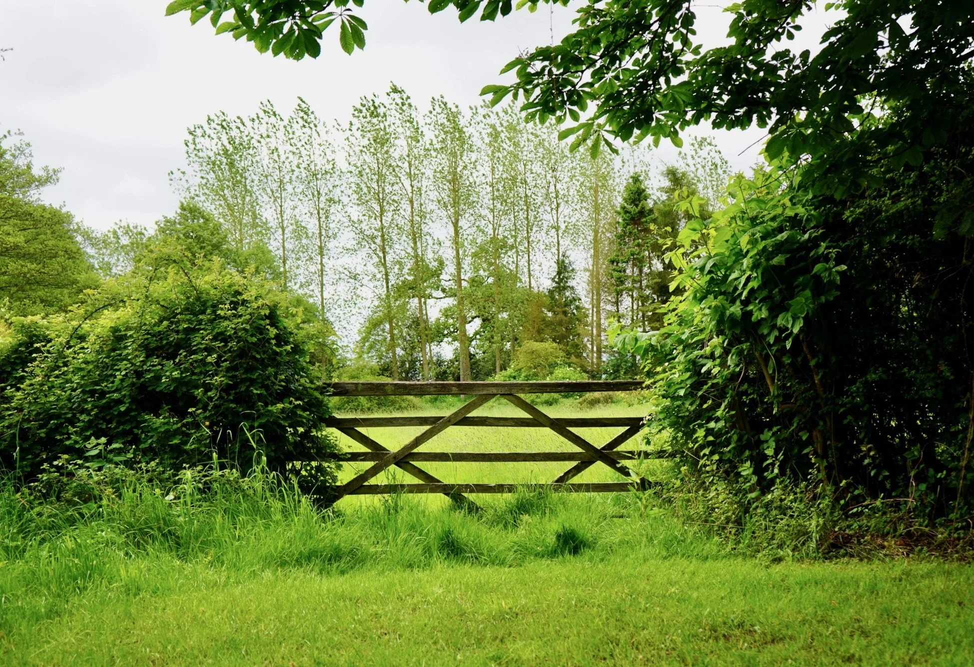 Wooden gate in a lush green field surrounded by trees