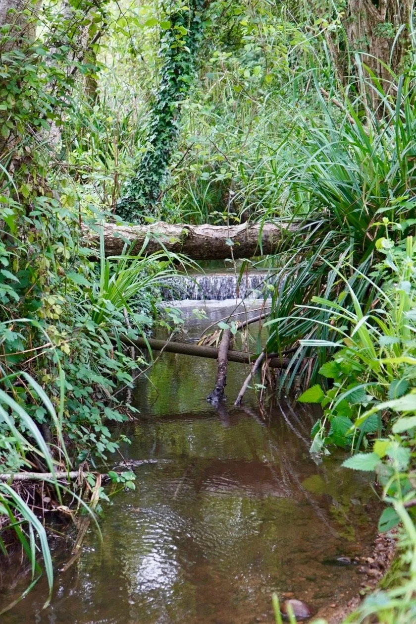 Small stream flowing through dense green foliage and over a small waterfall, with fallen trees across the water.