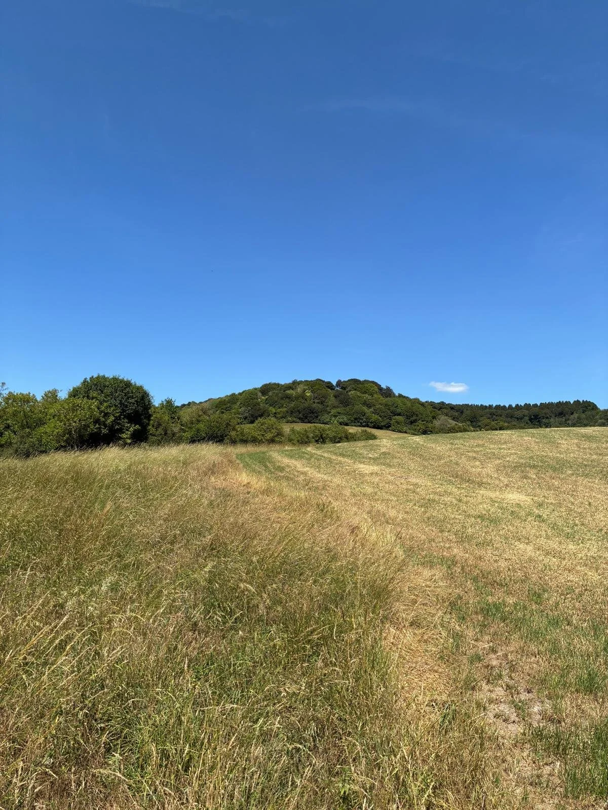 Open field with tall grass, trees on the left, and a small hill under a clear blue sky.